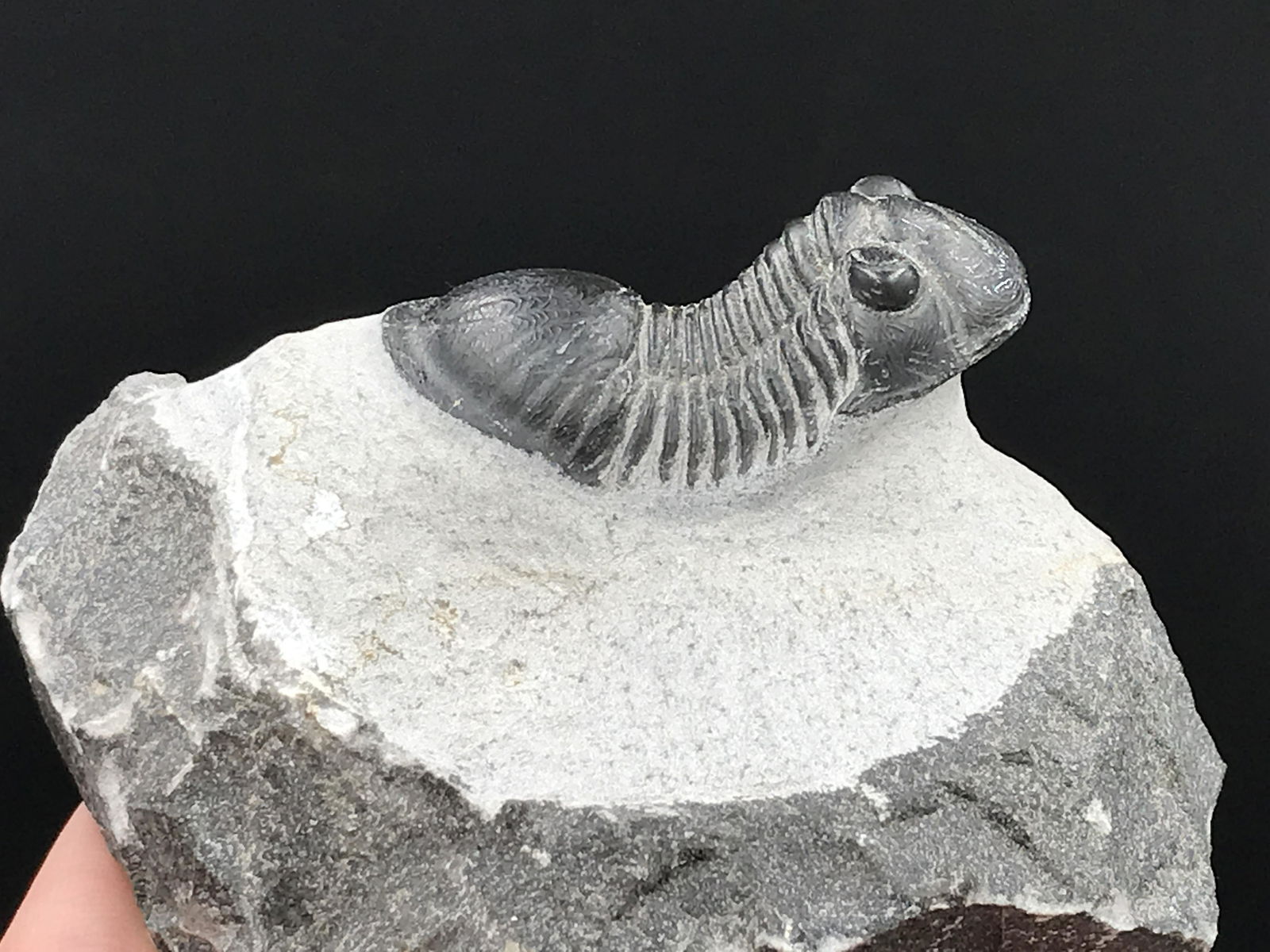 Trilobite, Fossil, Rock, Natural, Collectible, Specimen: Fossil Trilobite Parajerlus Devonian Morocco 6oz