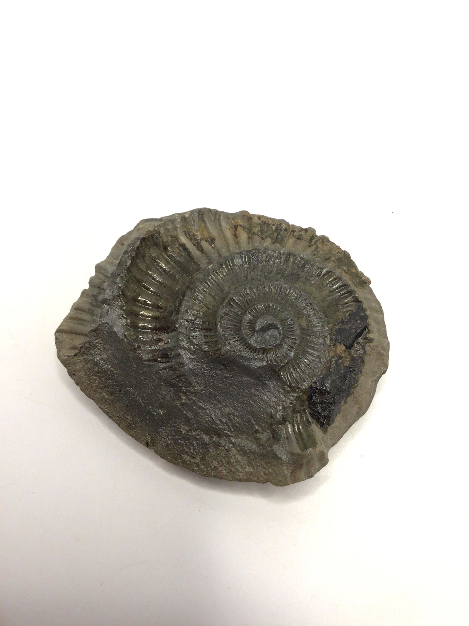 Shell Fossil: 45.4 Grams