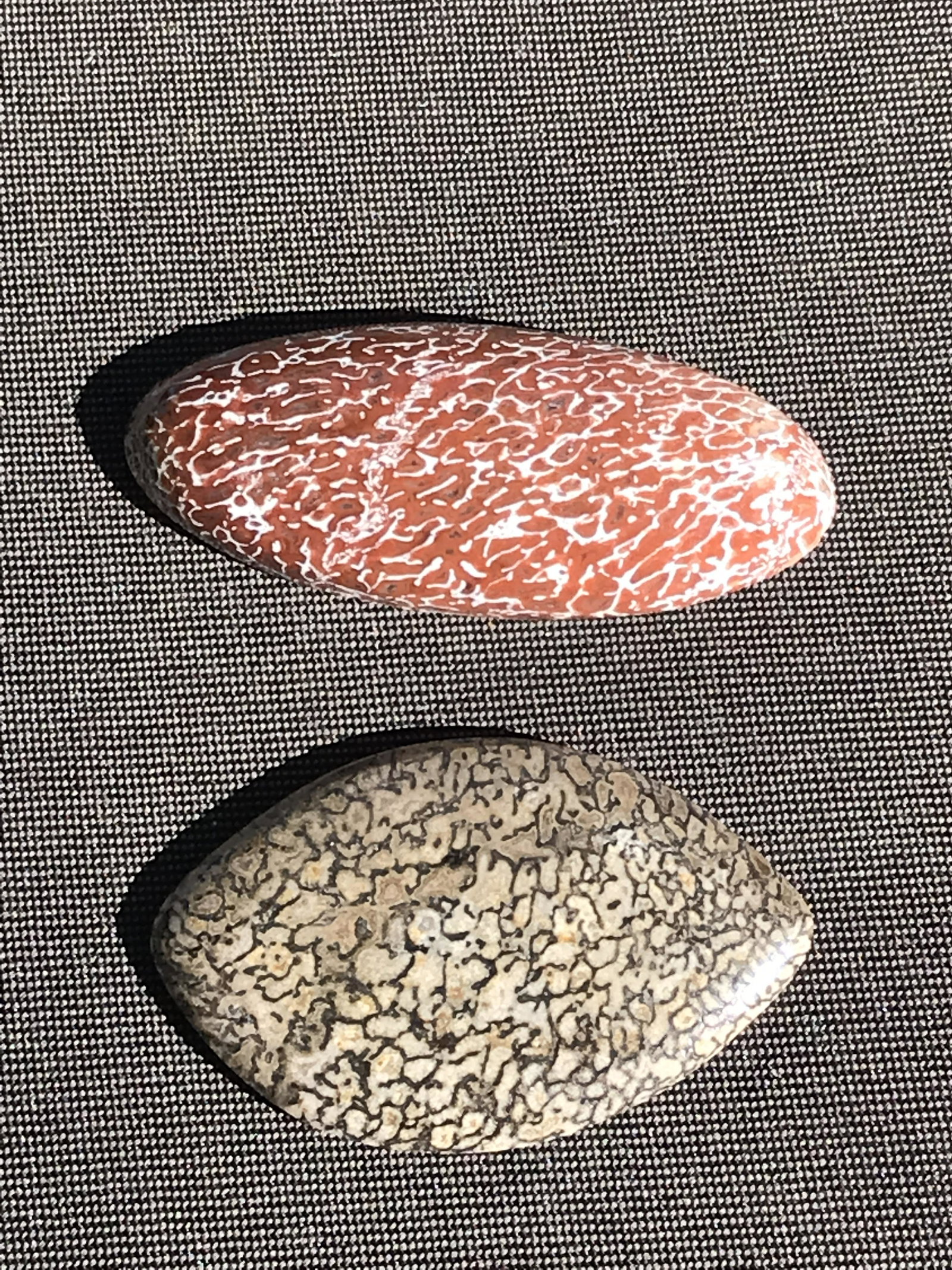 Dinosaur, Fossil, Natural, Collectible, Specimen,: 2 Cabochons Dinosaur Bone