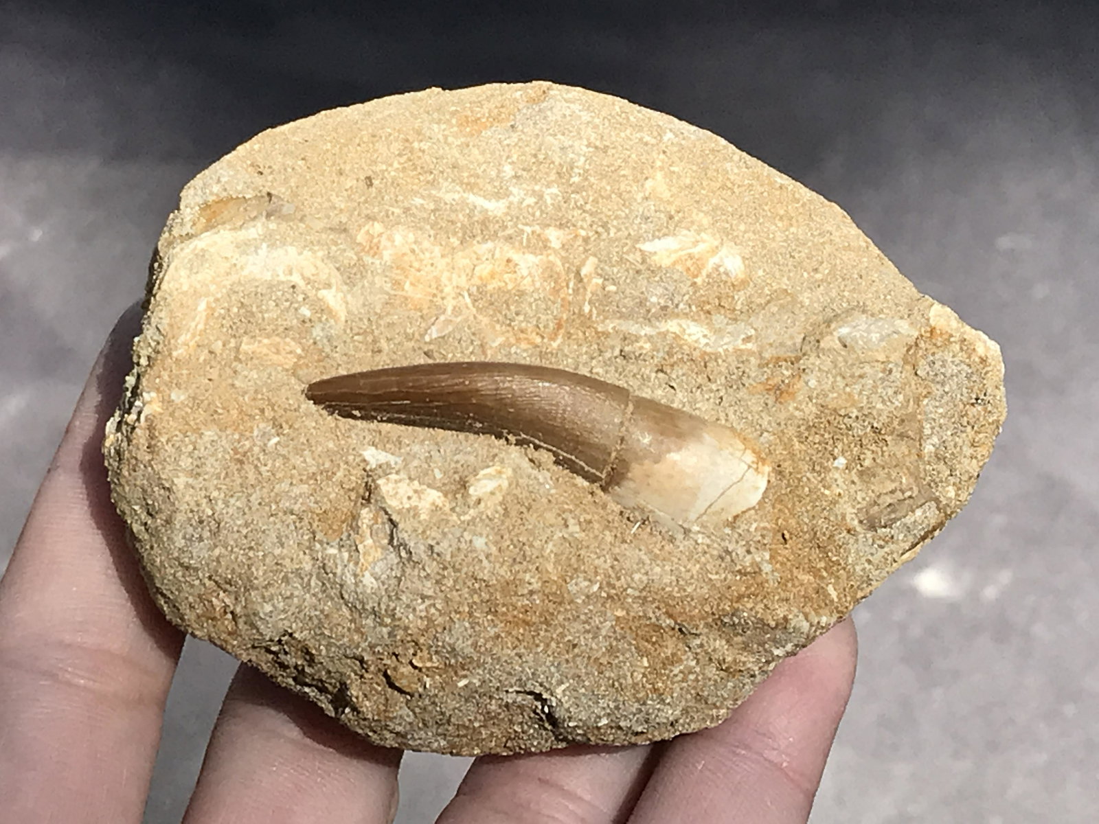 Dinosaur, Fossil, Natural, Collectible, Specimen, Tooth: Fossil Dinosaur Tooth Plesiosaur in Matrix Morocco 5oz