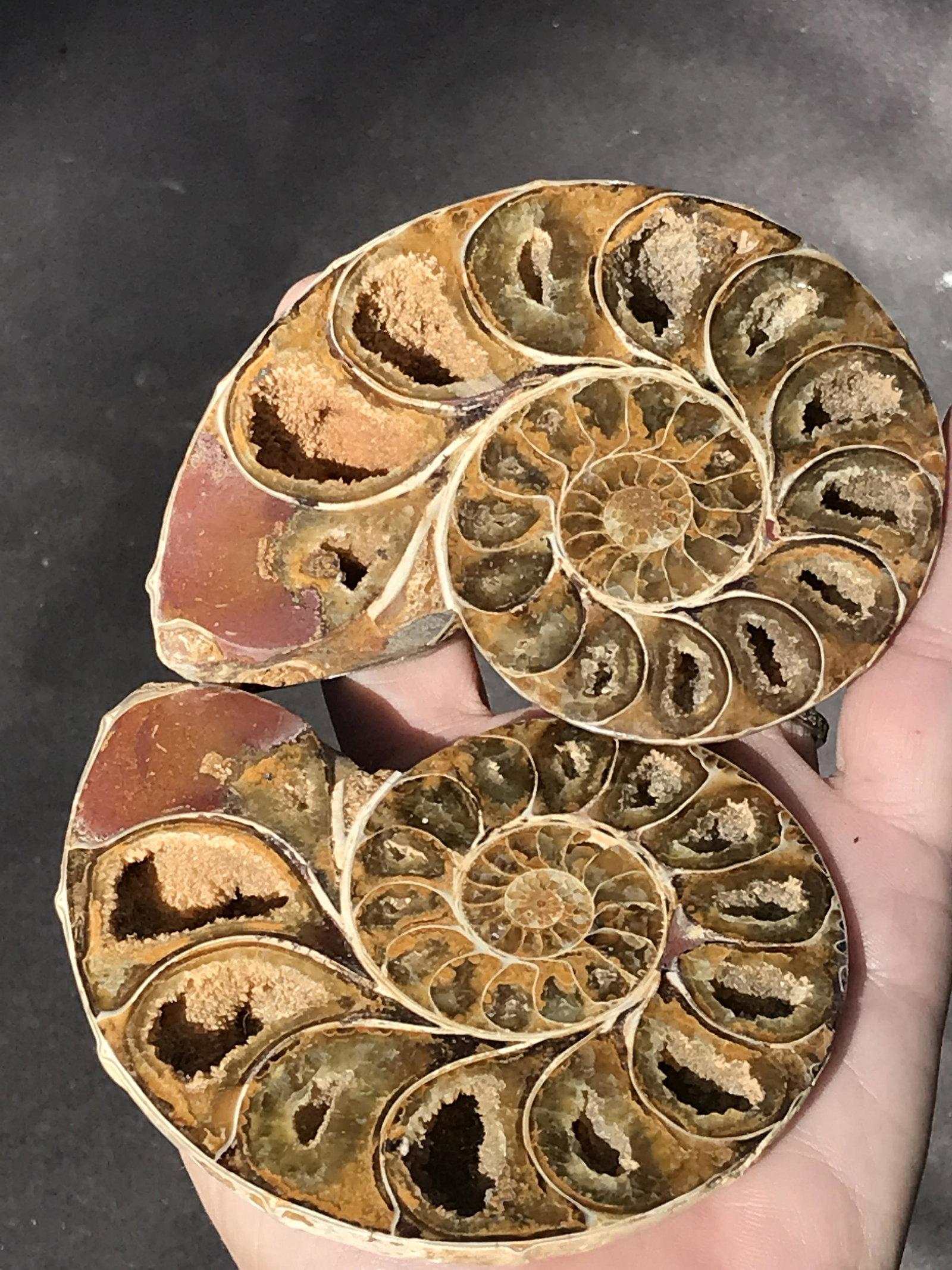 Ammonite, Fossil, Rock, Natural, Collectible, Specimen (1 of 5)