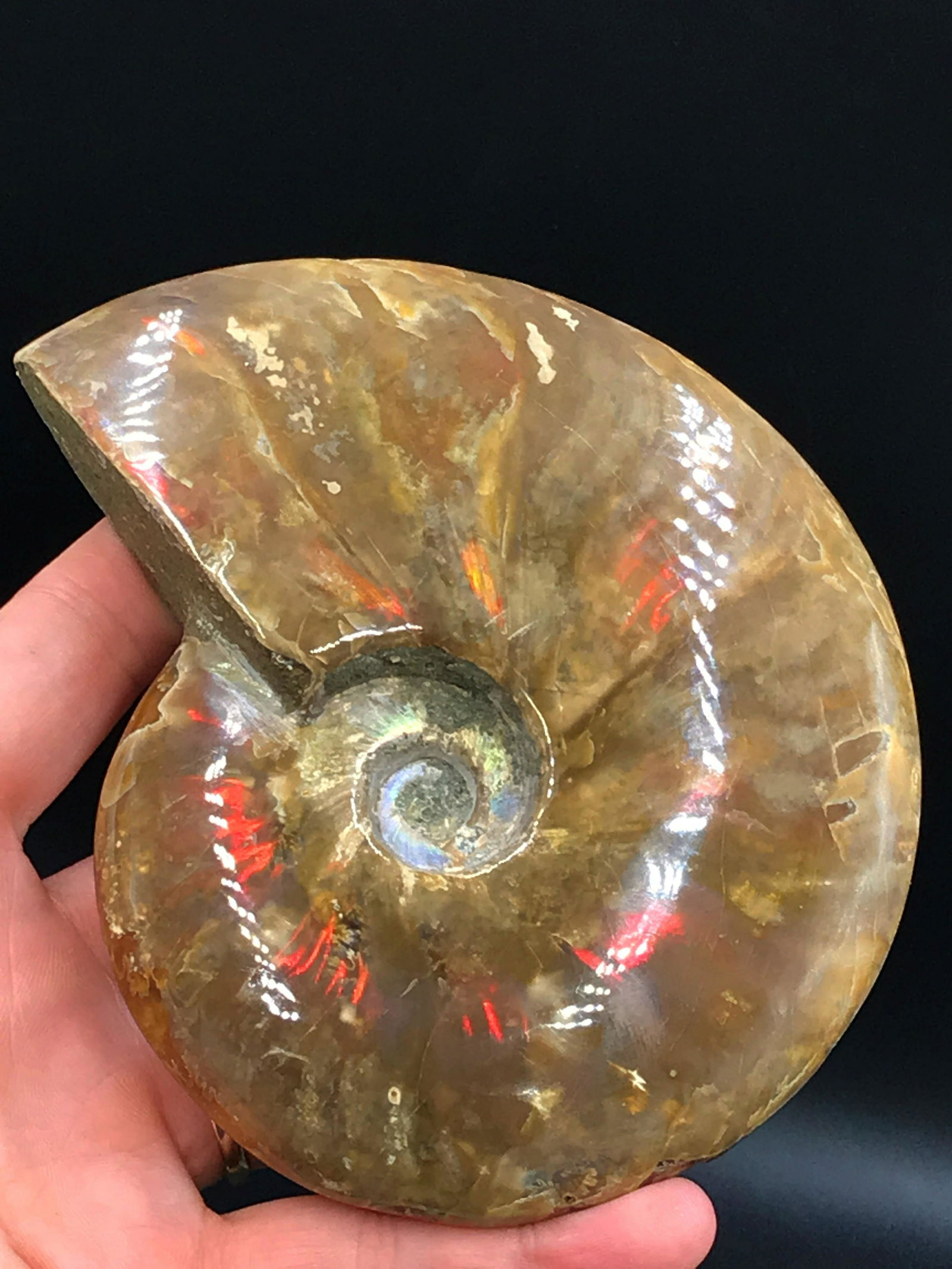 Ammonite, Fossil, Rock, Natural, Collectible, Specimen (1 of 3)