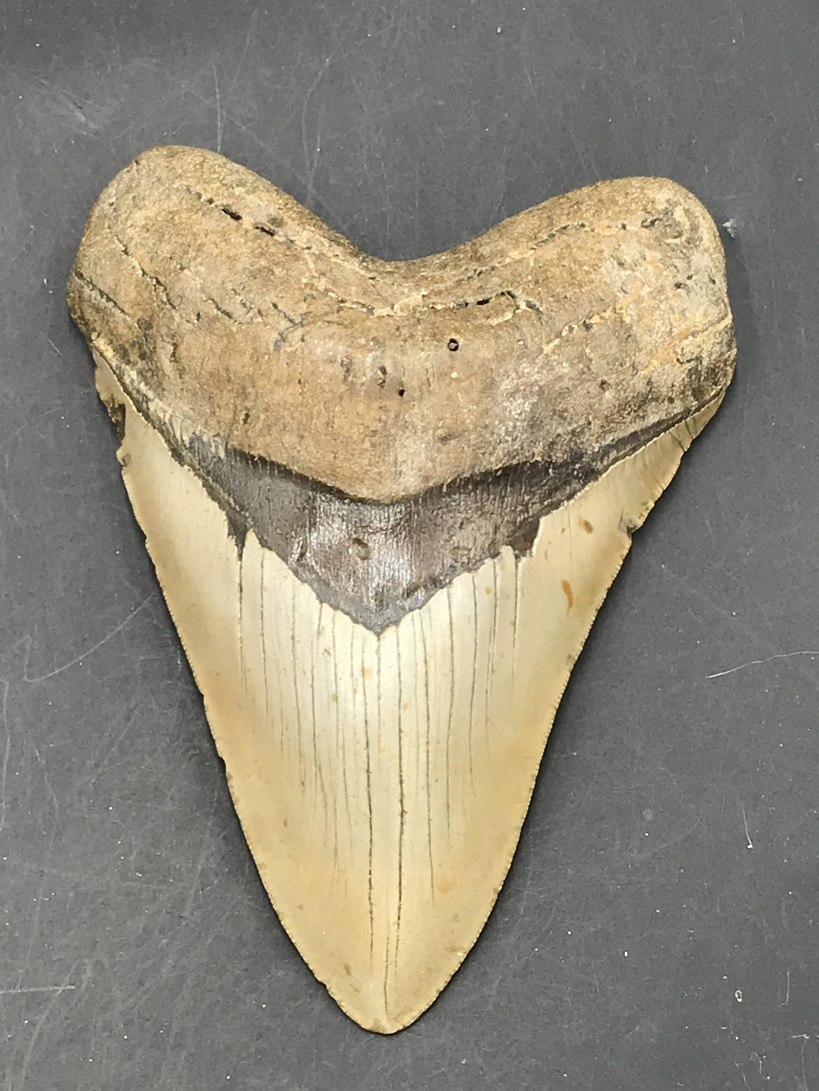 Shark, Fossil, Natural, Collectible, Specimen, Tooth,: Fossil Shark Tooth Megalodon South Carolina 5.37"