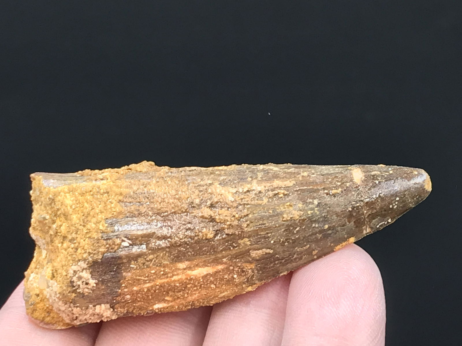 Dinosaur, Fossil, Natural, Collectible, Specimen, Tooth: Fossil Dinosaur Tooth Carcharodontosaurus Morocco 2.3"