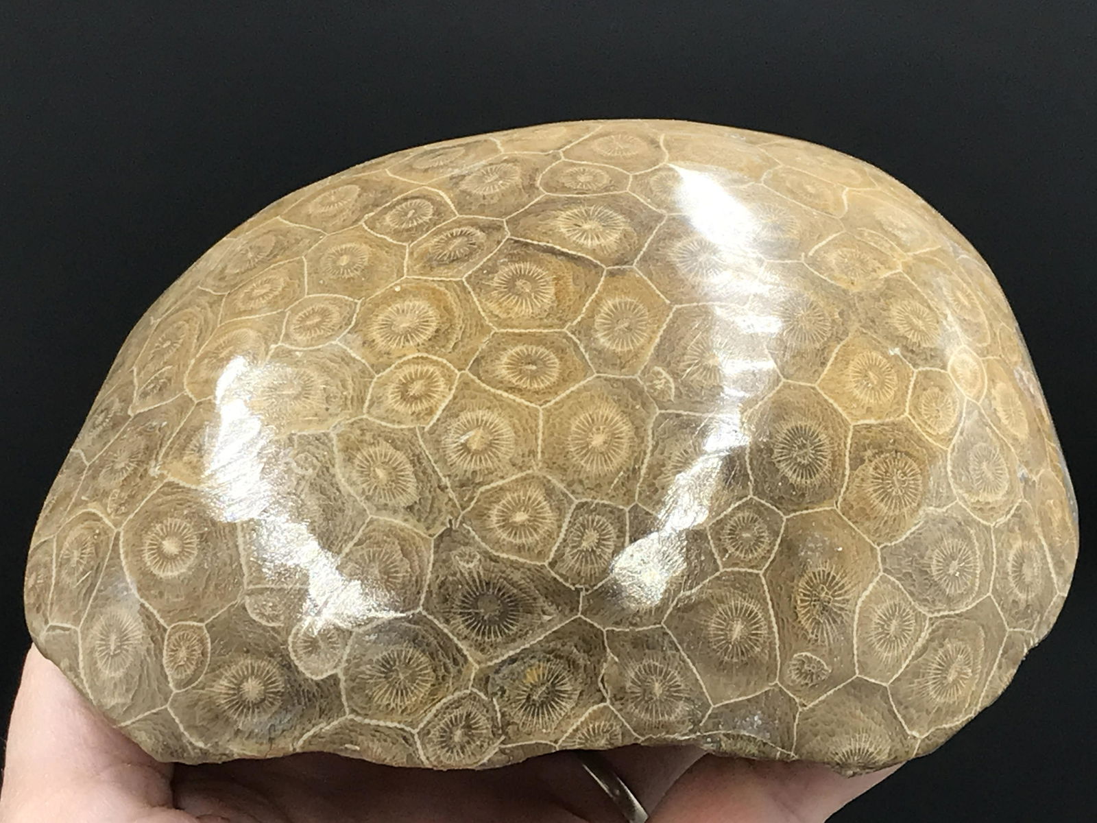 Coral, Fossil, Rock, Natural, Collectible, Specimen: Fossil Coral (Polished) Morocco 2lb 13oz