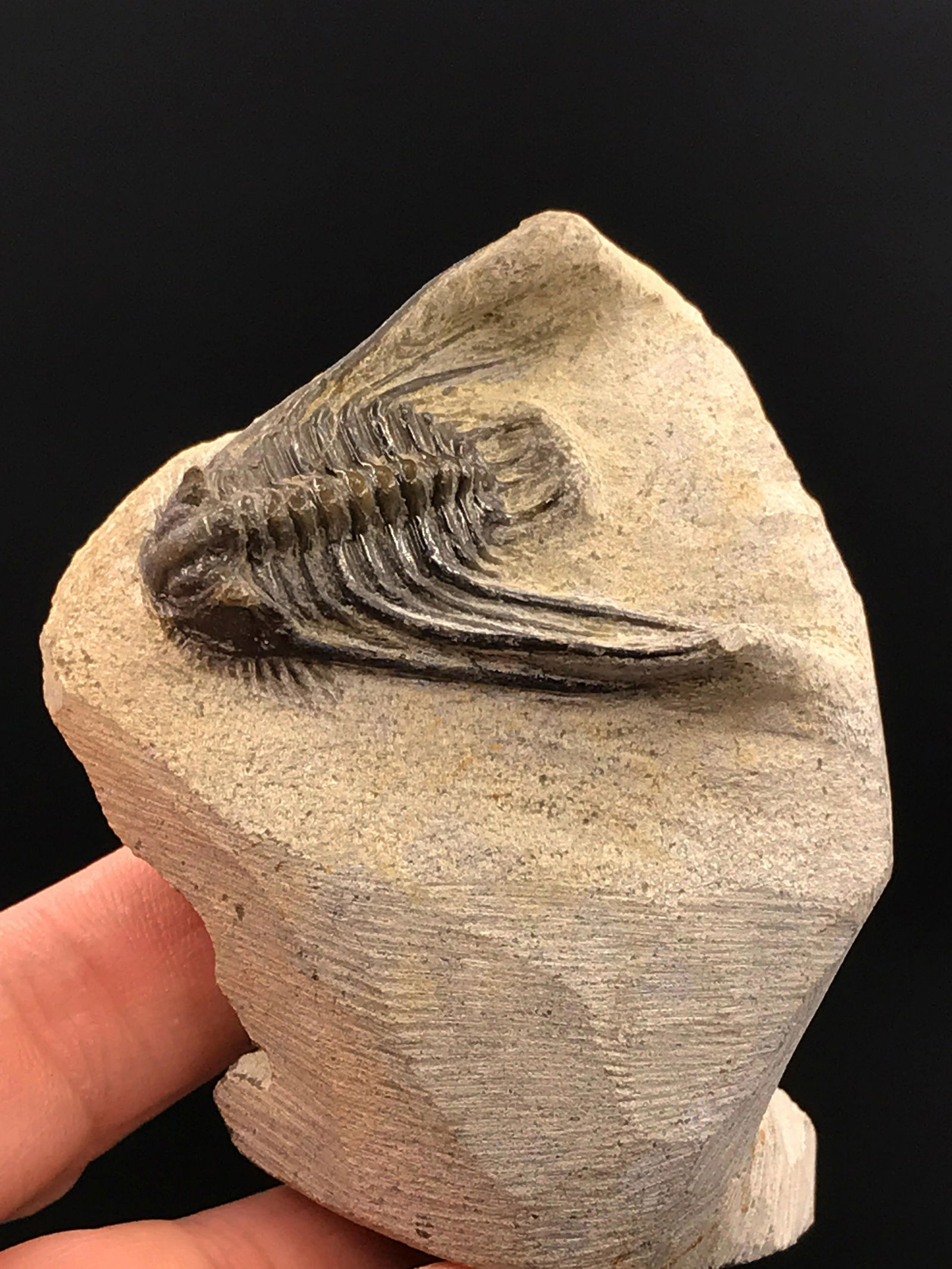 Trilobite, Fossil, Rock, Natural, Collectible, Specimen (1 of 5)