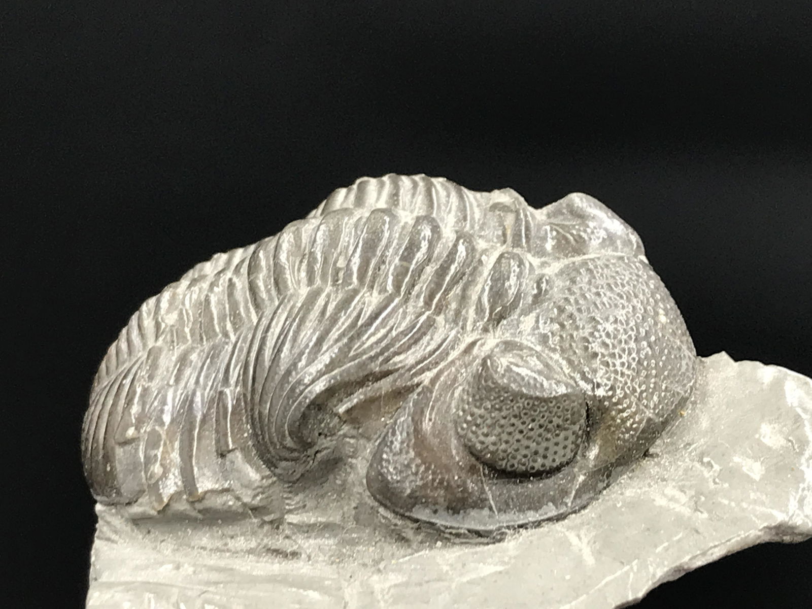 Trilobite, Fossil, Rock, Natural, Collectible, Specimen (1 of 5)
