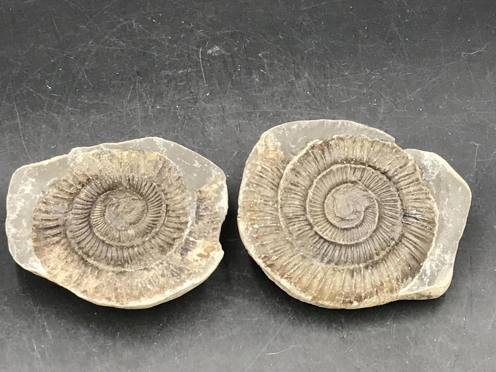 Ammonite, Fossil, Rock, Natural, Collectible, Specimen: Fossil Ammonite in Nodule Dactylioceras Commune England 1lb 4oz