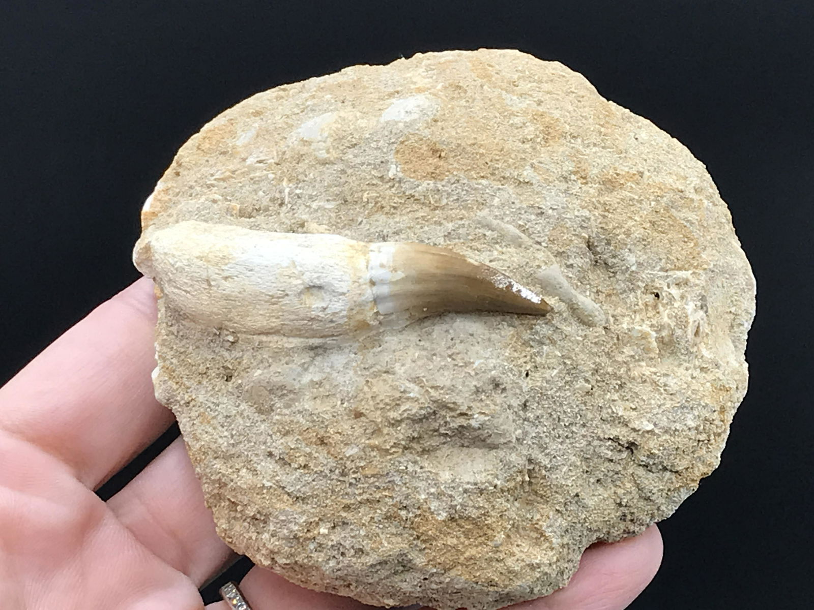 Dinosaur, Fossil, Natural, Collectible, Specimen, Tooth: Fossil Dinosaur Tooth Mosasaur in Matrix Morocco 7oz