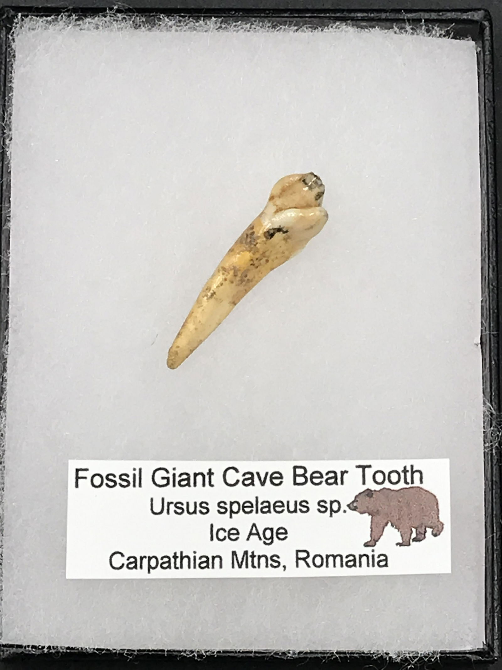 Bear, Fossil, Natural, Collectible, Specimen, Tooth: Fossil Tooth Cave Bear