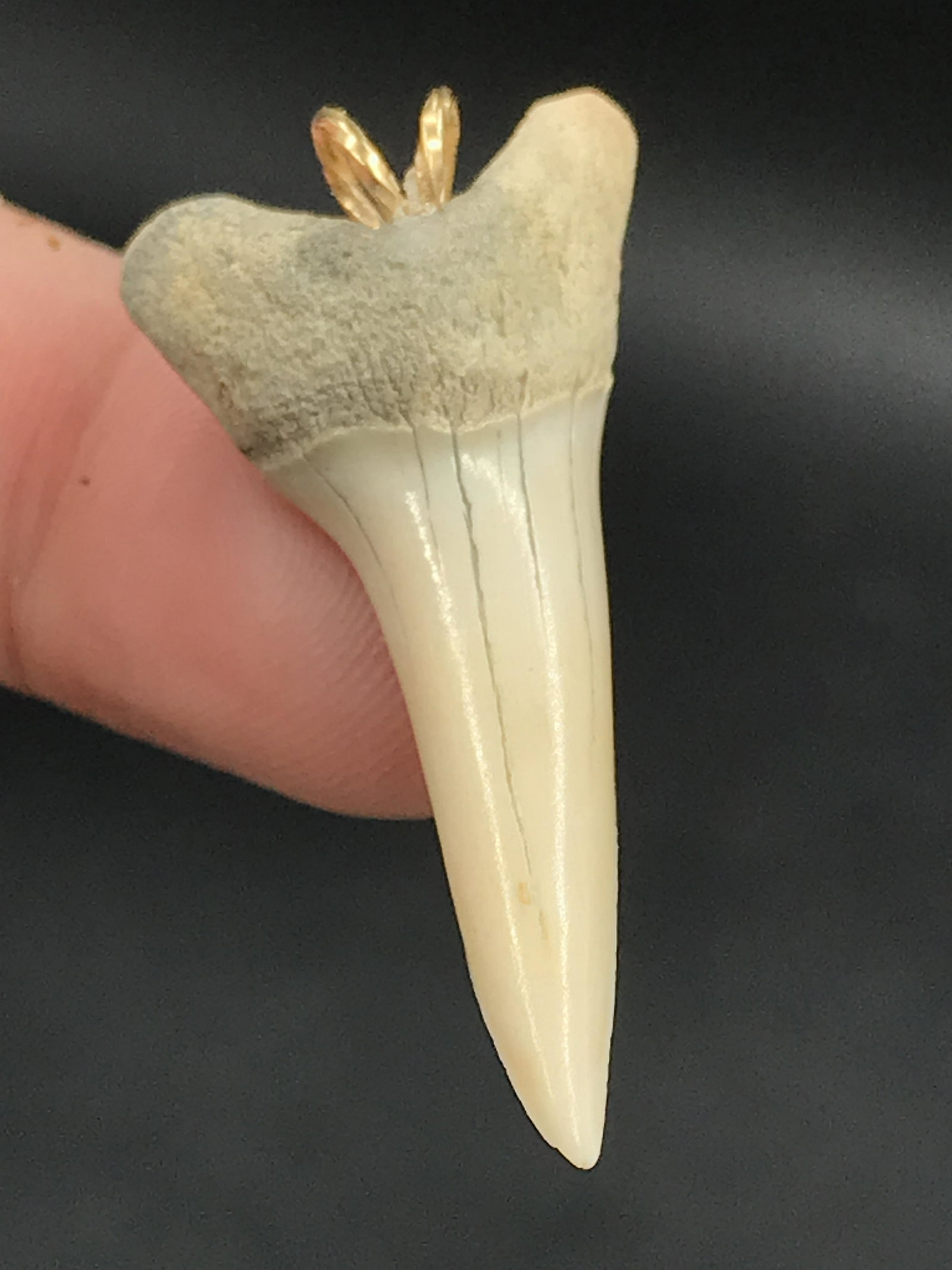 Shark, Fossil, Natural, Collectible, Specimen, Tooth: Fossil Shark Tooth Pendant Sand Tiger Shark 1.6"