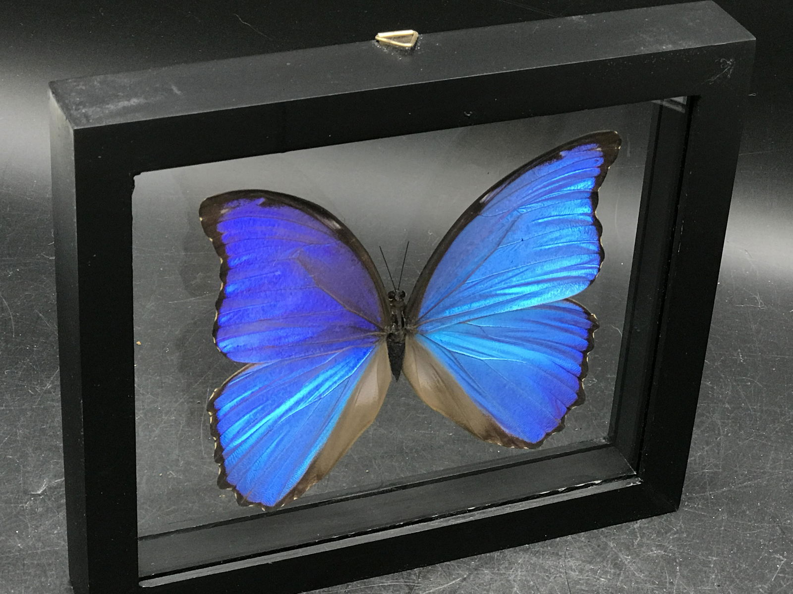 Butterfly, Natural, Decor, Collectible, Insect (1 of 4)