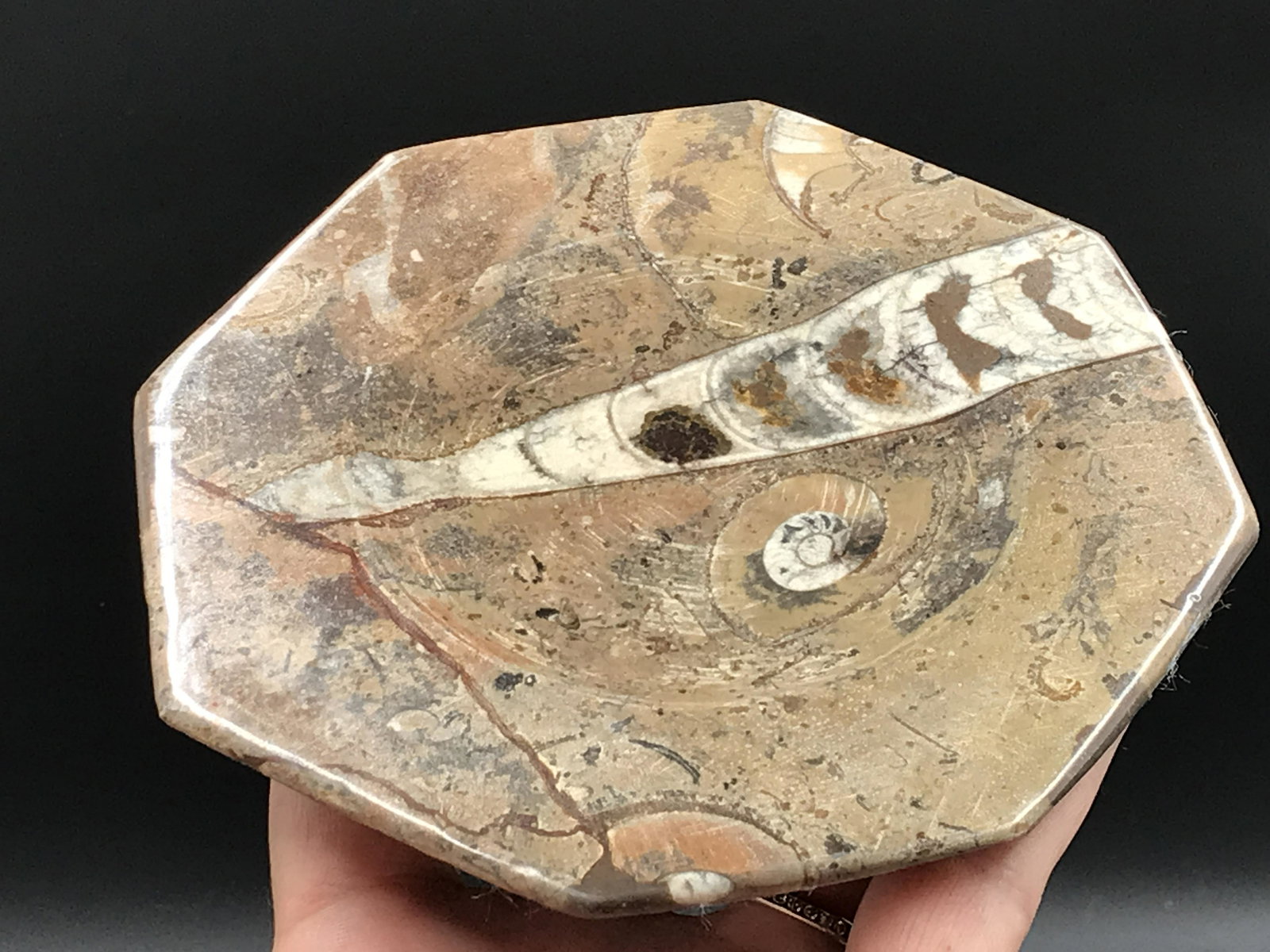Orthoceras, Fossil, Rock, Natural, Decor, Collectible,: Orthoceras 5" Plate
