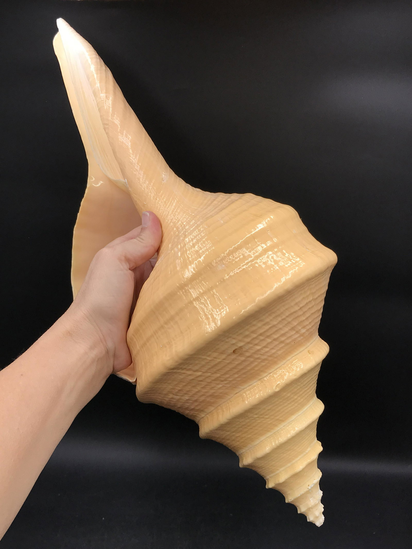 Seashell, Ocean, Beach, Natural, Decor, Collectible, (1 of 5)