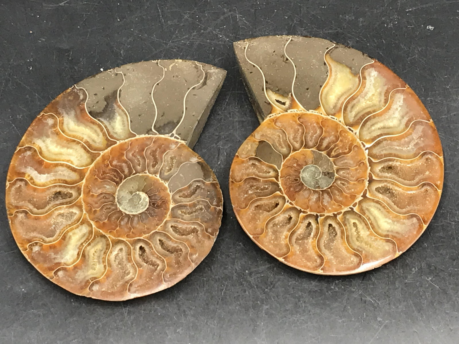 Ammonite, Fossil, Rock, Natural, Collectible, Specimen: Fossil Ammonite Split & Polished Madagascar 4"