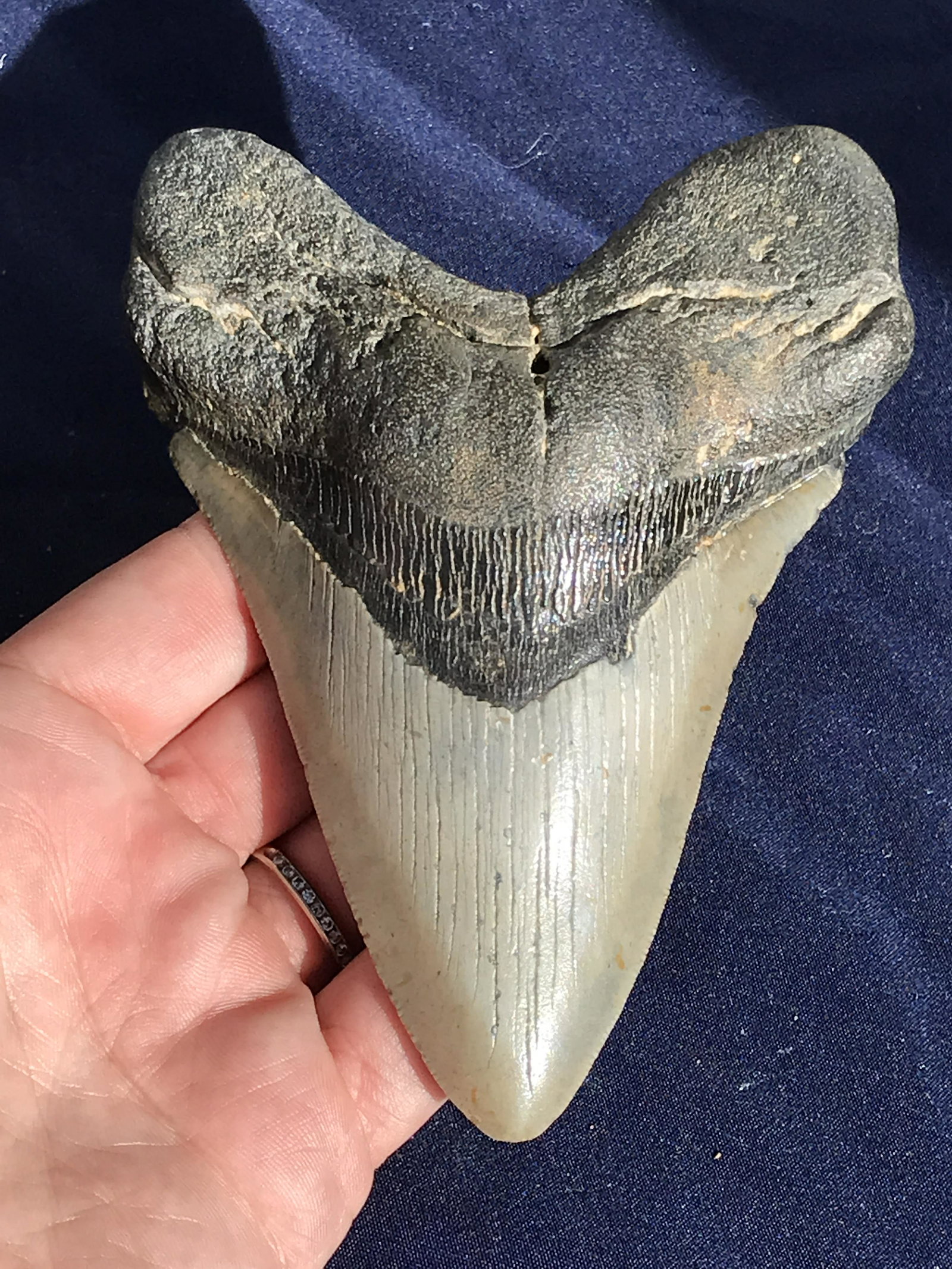 Shark, Fossil, Natural, Collectible, Specimen, Tooth,: Fossil Shark Tooth Megalodon South Carolina 4.91"