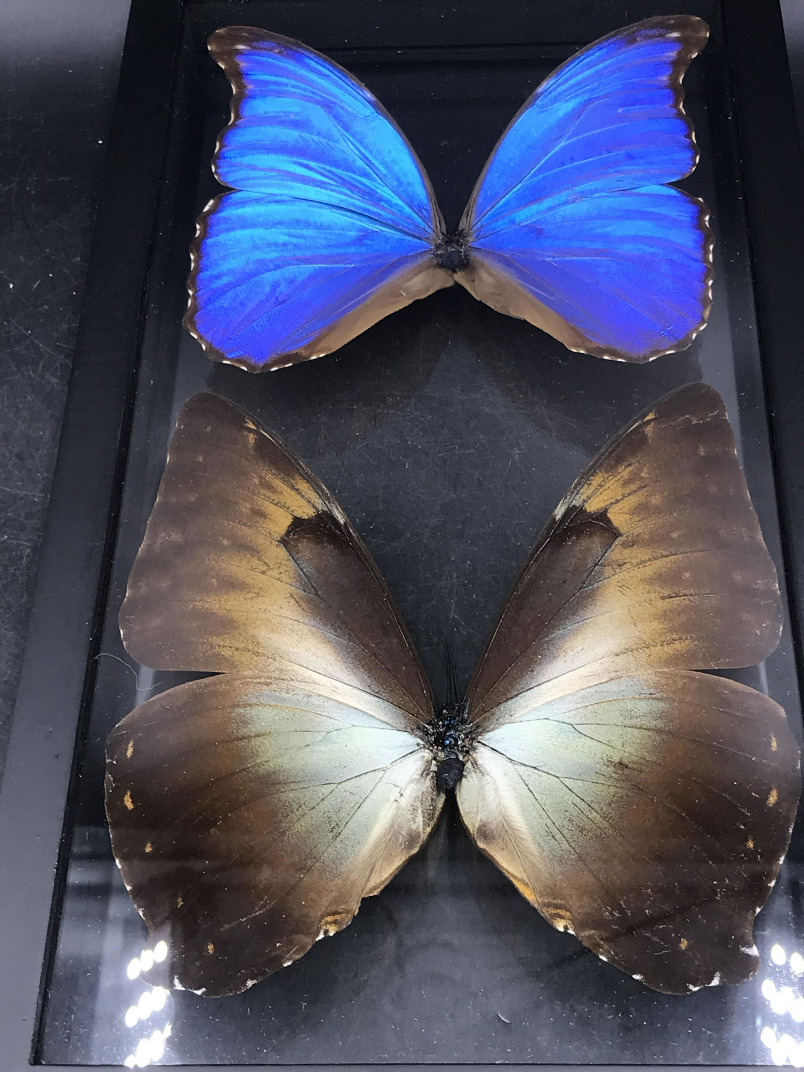 Butterfly, Natural, Decor, Collectible, Insect (1 of 3)