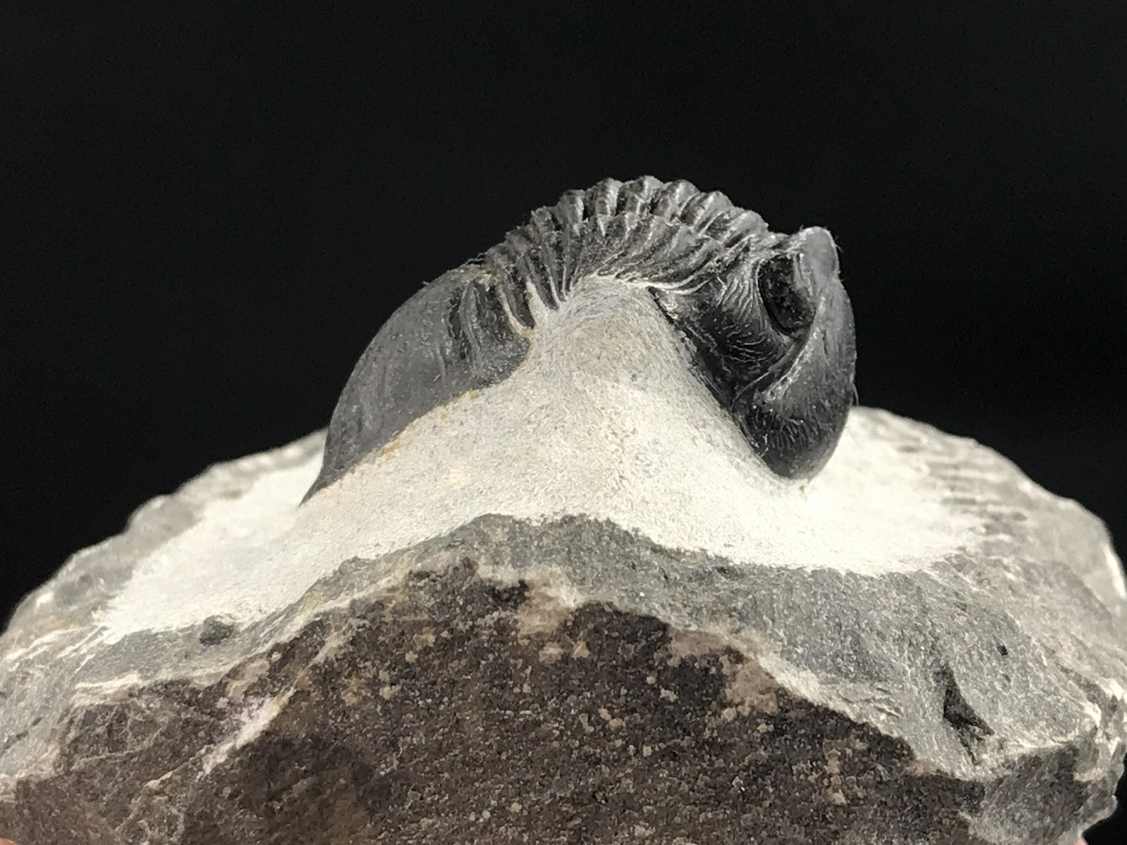 Trilobite, Fossil, Rock, Natural, Collectible, Specimen (1 of 5)