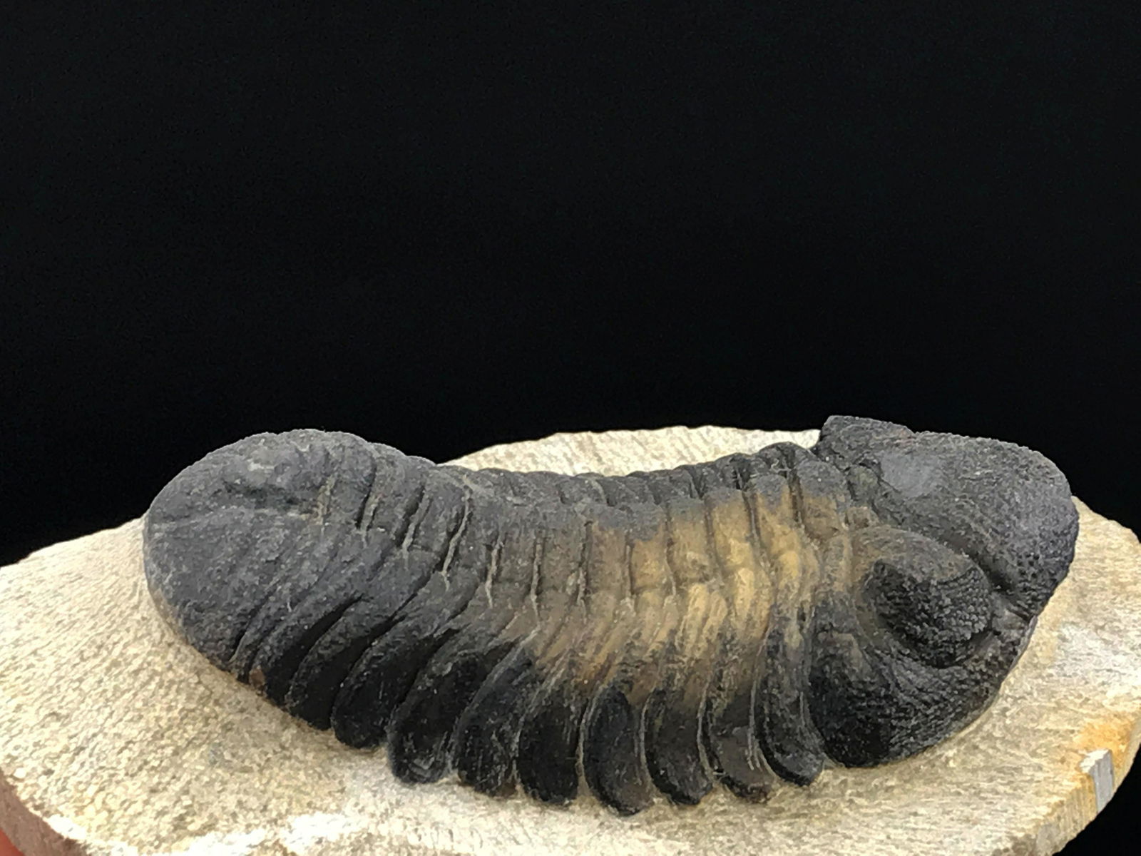 Trilobite, Fossil, Rock, Natural, Collectible, Specimen (1 of 4)