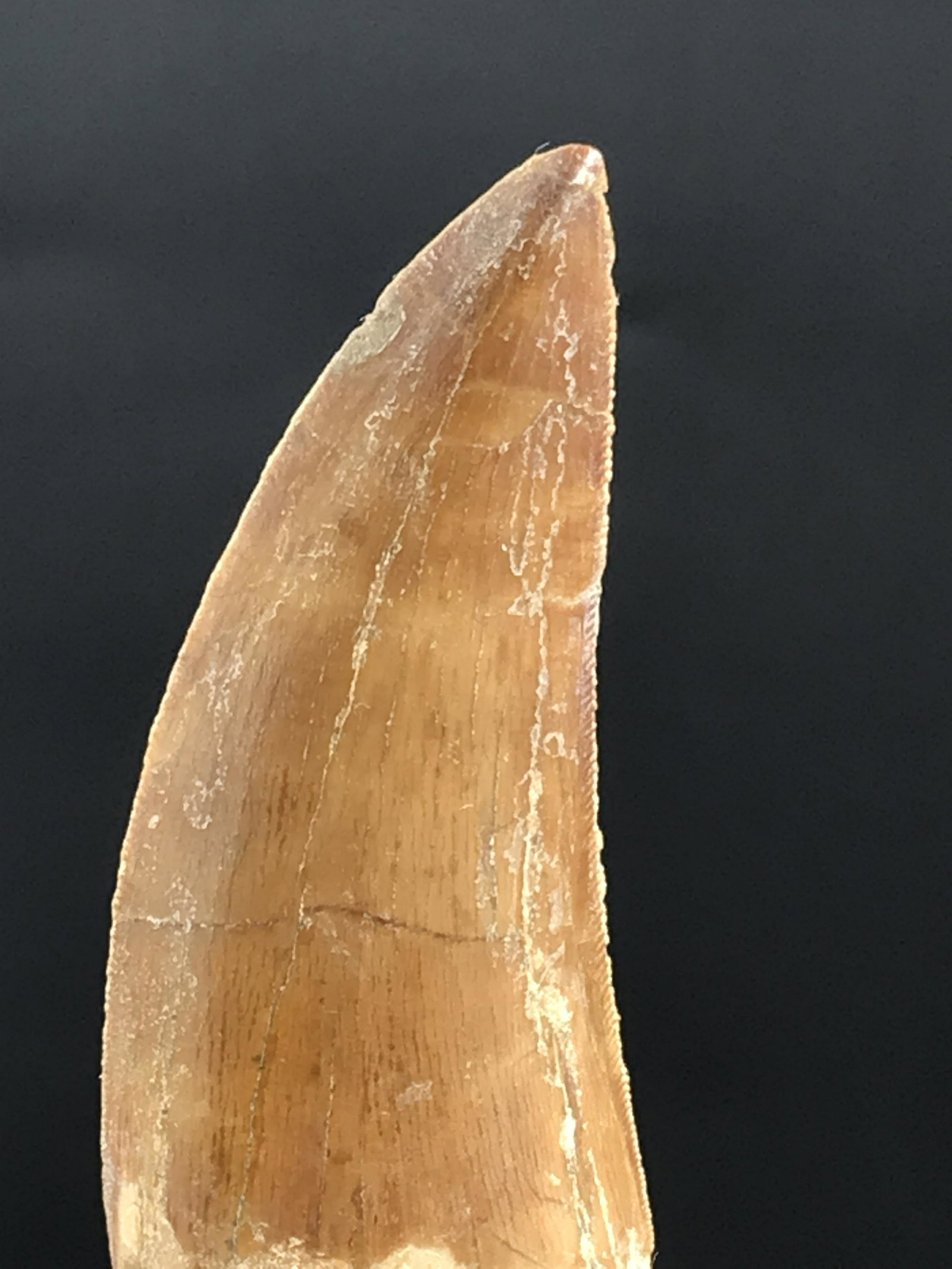 Dinosaur, Fossil, Natural, Collectible, Specimen, Tooth: Fossil Dinosaur Tooth Carcharodontosaurus Morocco 2.55"