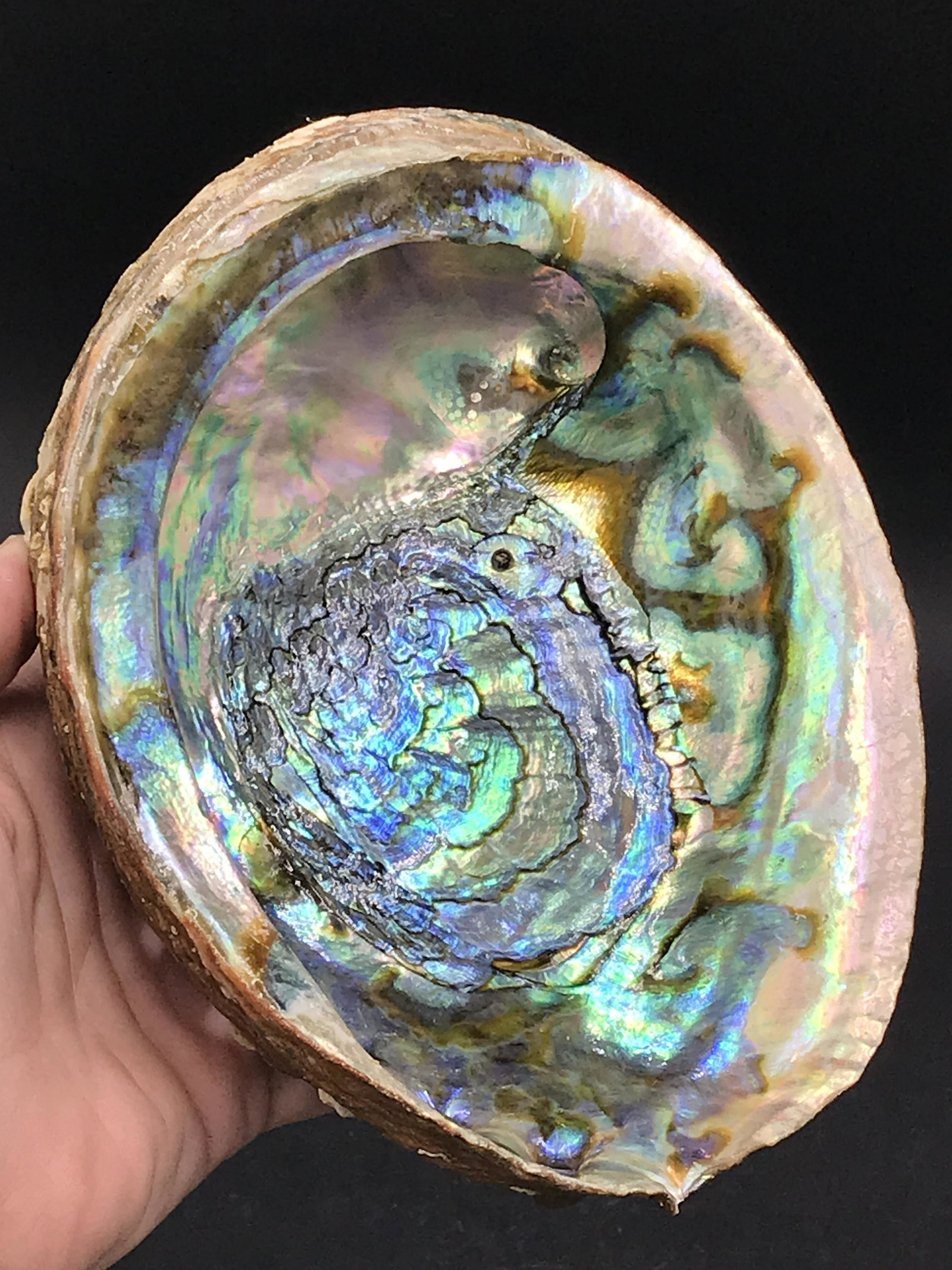 Seashell, Ocean, Beach, Natural, Decor, Collectible,: Abalone Shell