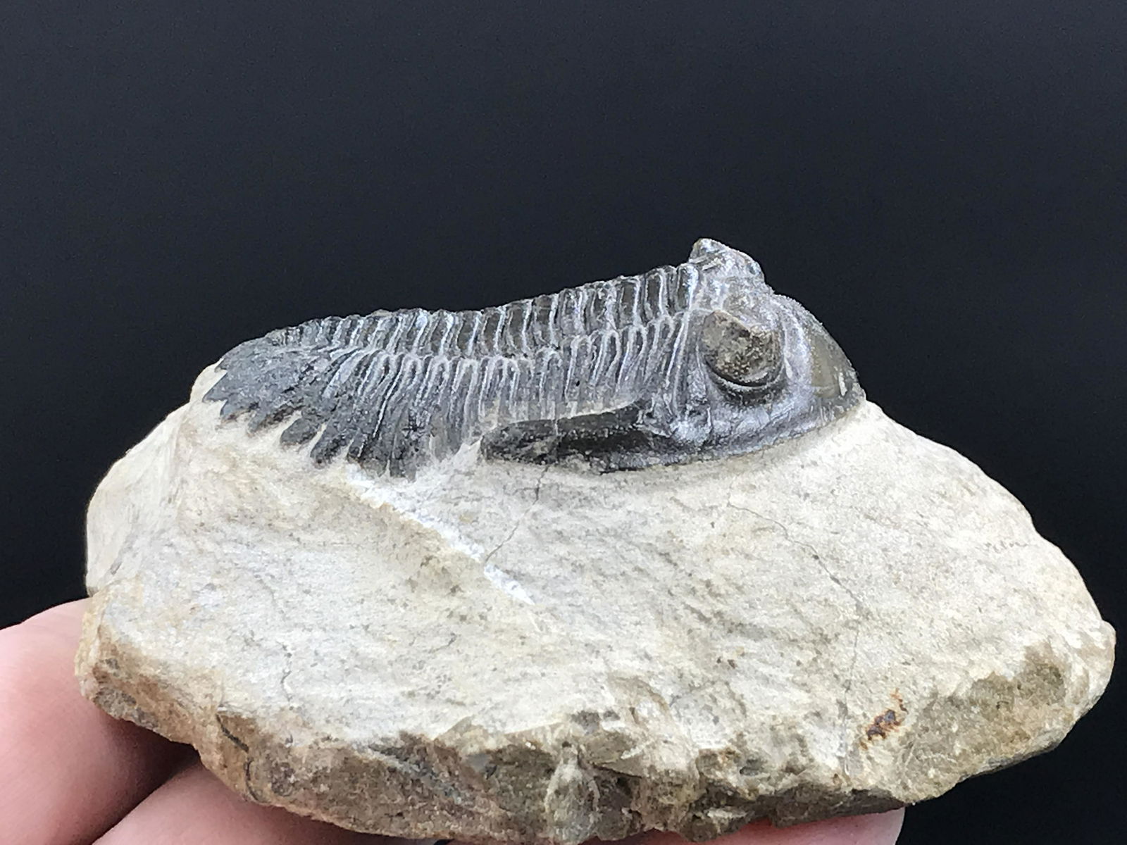Trilobite, Fossil, Rock, Natural, Collectible, Specimen: Fossil Trilobite Metacanthina issimourensis Morocco 7oz
