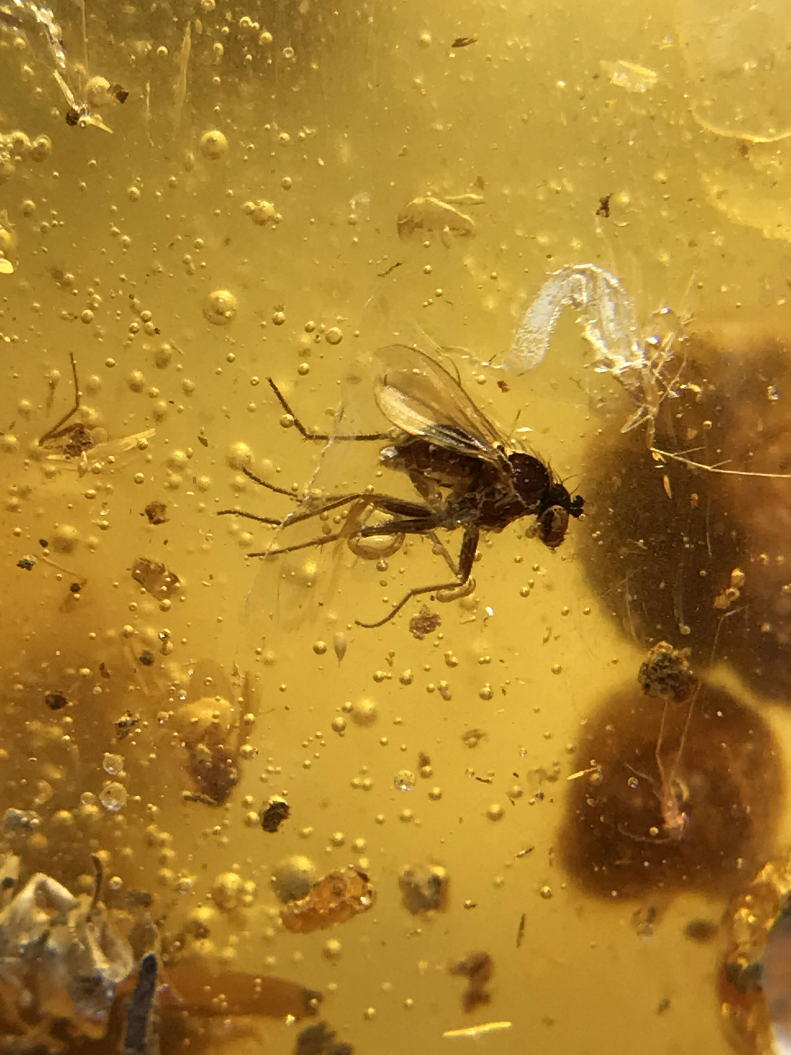 Amber, Fossil, Natural, Collectible, Specimen: Amber (Copal) with Insect Inclusions Colombia 48g