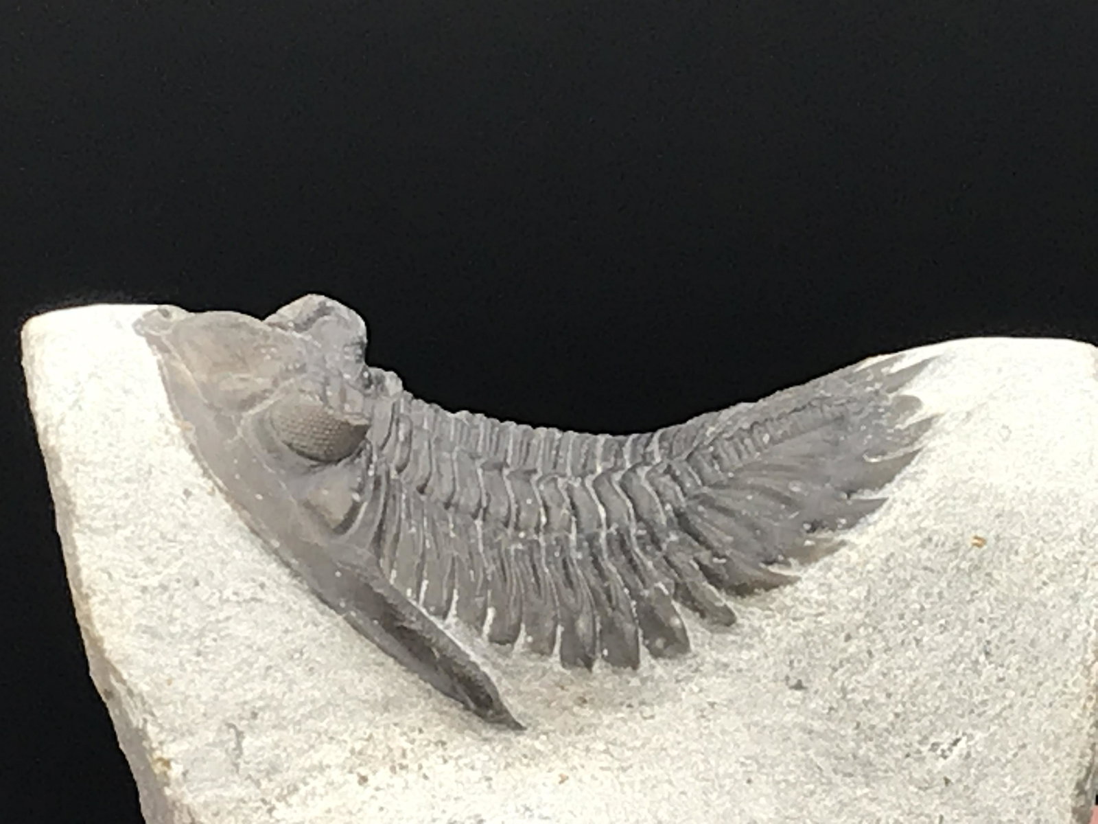 Trilobite, Fossil, Rock, Natural, Collectible, Specimen: Fossil Trilobite Metacarithina issoumourensis Moroco 7oz