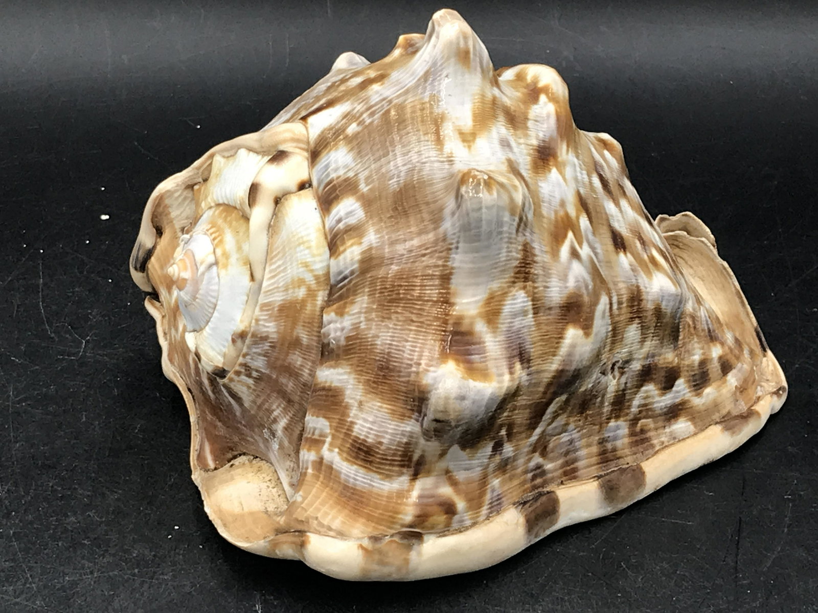 Seashell, Ocean, Beach, Natural, Decor, Collectible, (1 of 5)