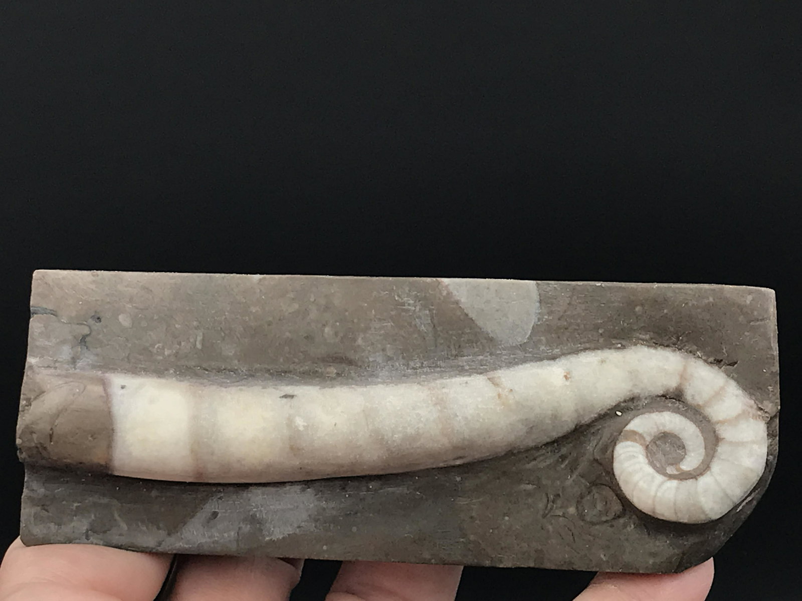 Ammonite, Fossil, Rock, Natural, Collectible, Specimen: Fossil Cephalopod China