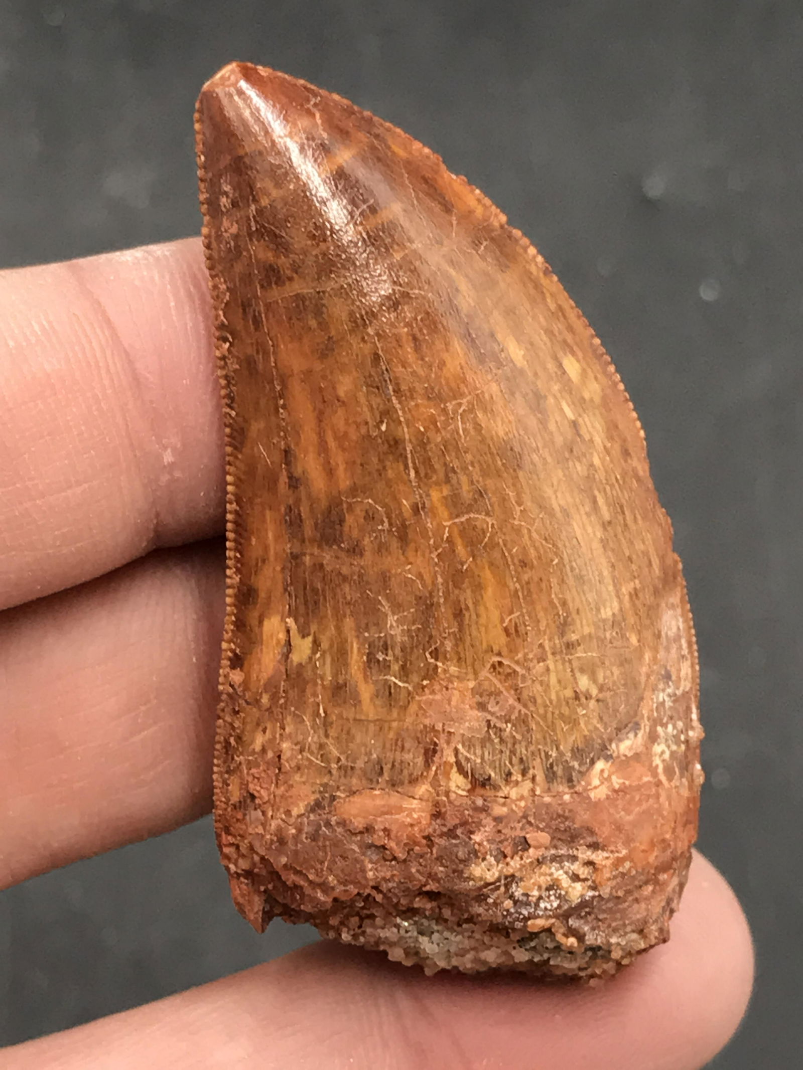 Dinosaur, Fossil, Natural, Collectible, Specimen, Tooth: Fossil Dinosaur Tooth Carcharodontosaurus Morocco 2"