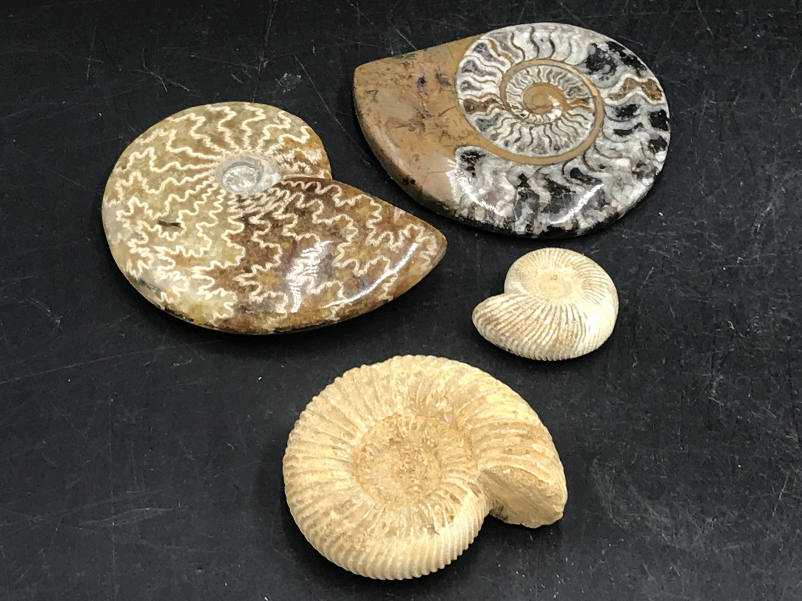 Ammonite, Fossil, Rock, Natural, Collectible, Specimen: Ammonite Mix 4 Pieces