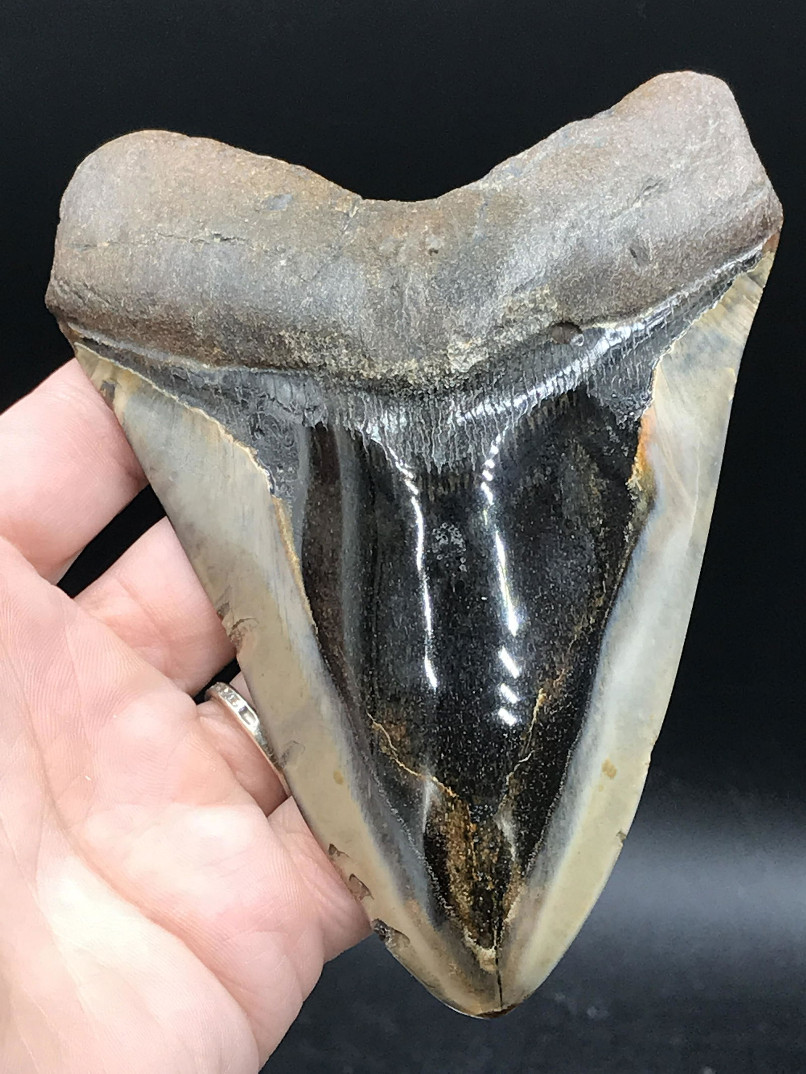 Shark, Fossil, Natural, Collectible, Specimen, Tooth,: Fossil Shark Tooth Megalodon (Polished) South Carolina 5.17"