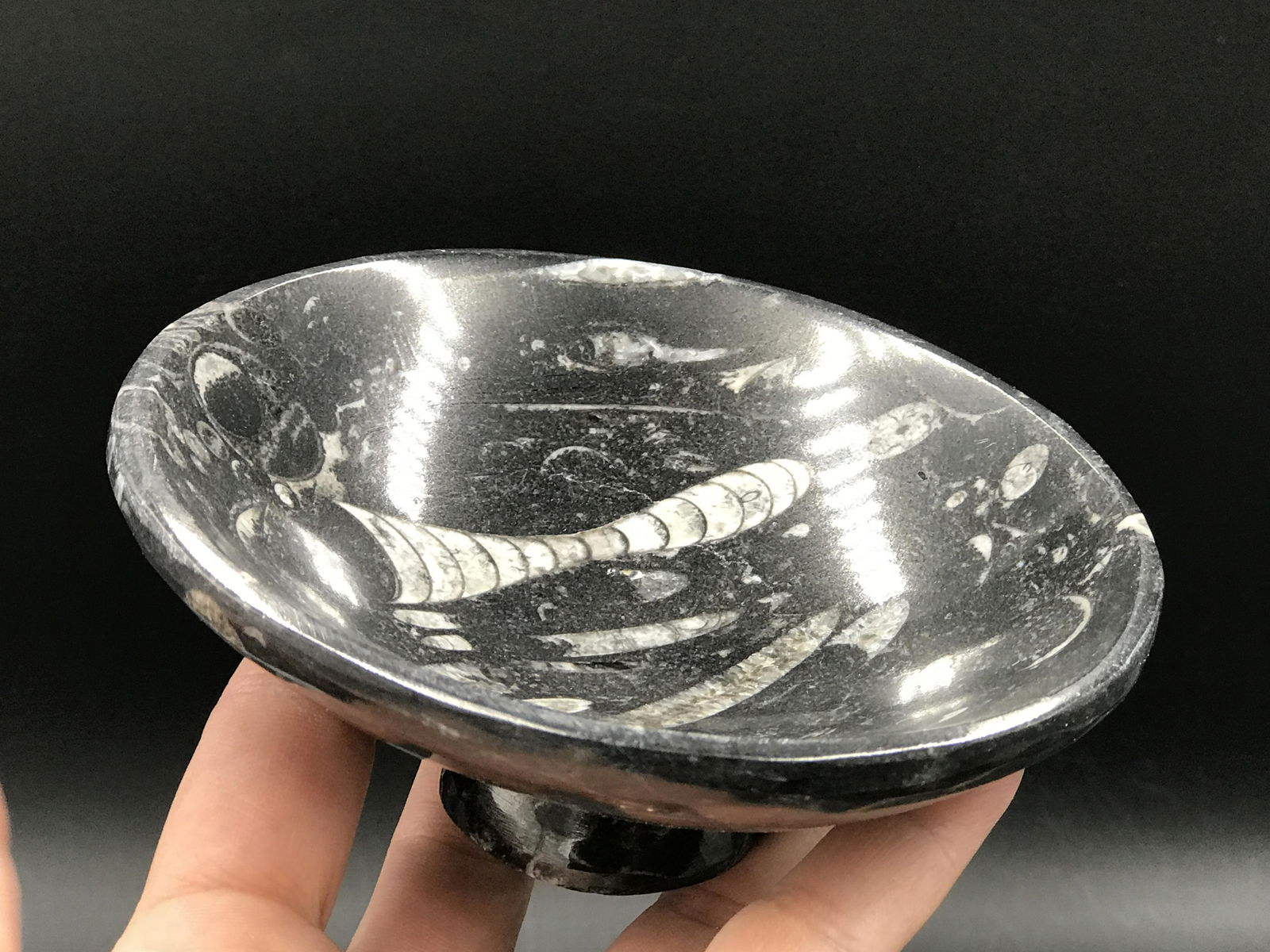 Orthoceras, Fossil, Rock, Natural, Decor, Collectible,: Orthoceras Marble Bowl with Pedestal Morocco 4.5"