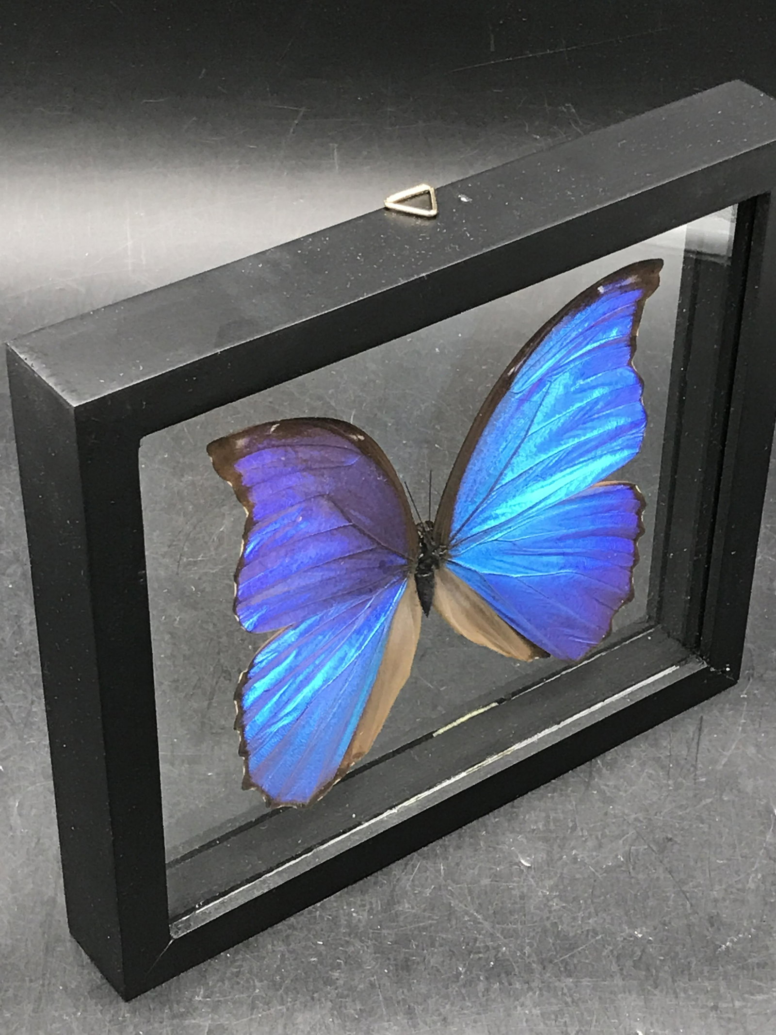 Butterfly, Natural, Decor, Collectible, Insect (1 of 5)