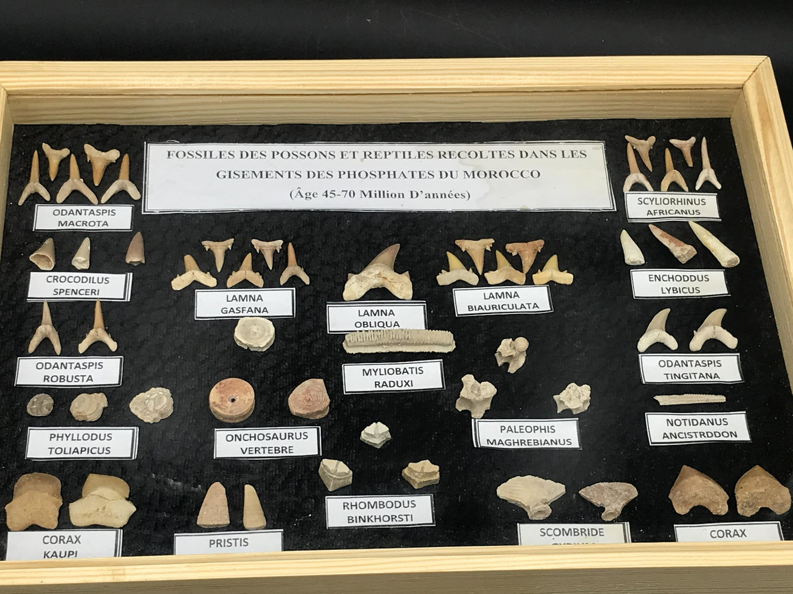 Shark, Fossil, Natural, Collectible, Specimen, Tooth: Fossil Collection: Fossils of Fish & Reptiles Collected in the Phosphate Deposits of Morocco 53pcs