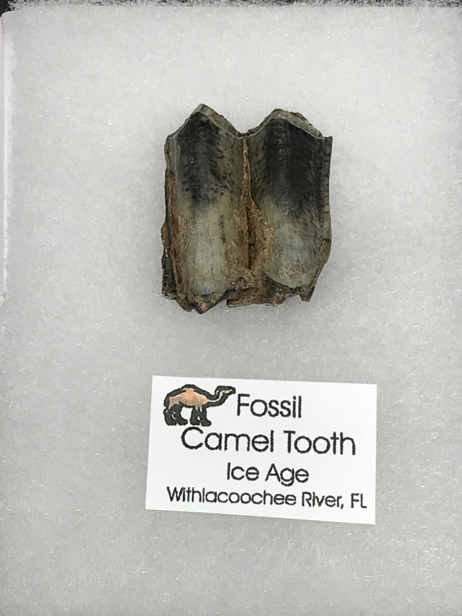 Camel, Fossil, Rock, Natural, Decor, Collectible,: Fossil Tooth Camel Florida