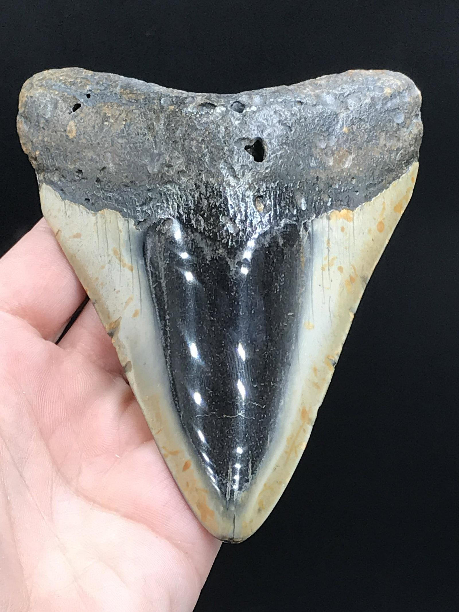 Shark, Fossil, Natural, Collectible, Specimen, Tooth,: Fossil Shark Tooth Megalodon (Polished) South Carolina 4.97"