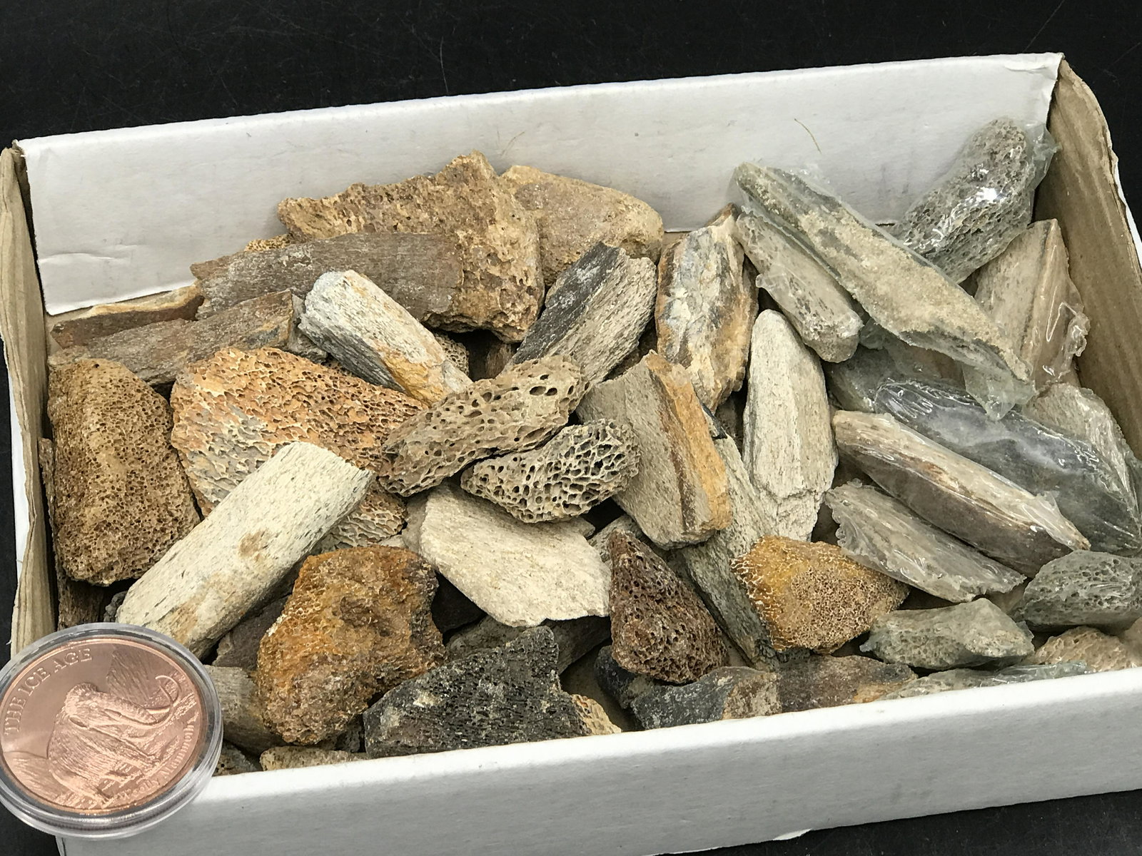 Mammoth, Fossil, Natural, Collectible, Specimen, Bone: Mammoth Mix 1oz Copper Coin & 1lb 5oz Bone Fragments