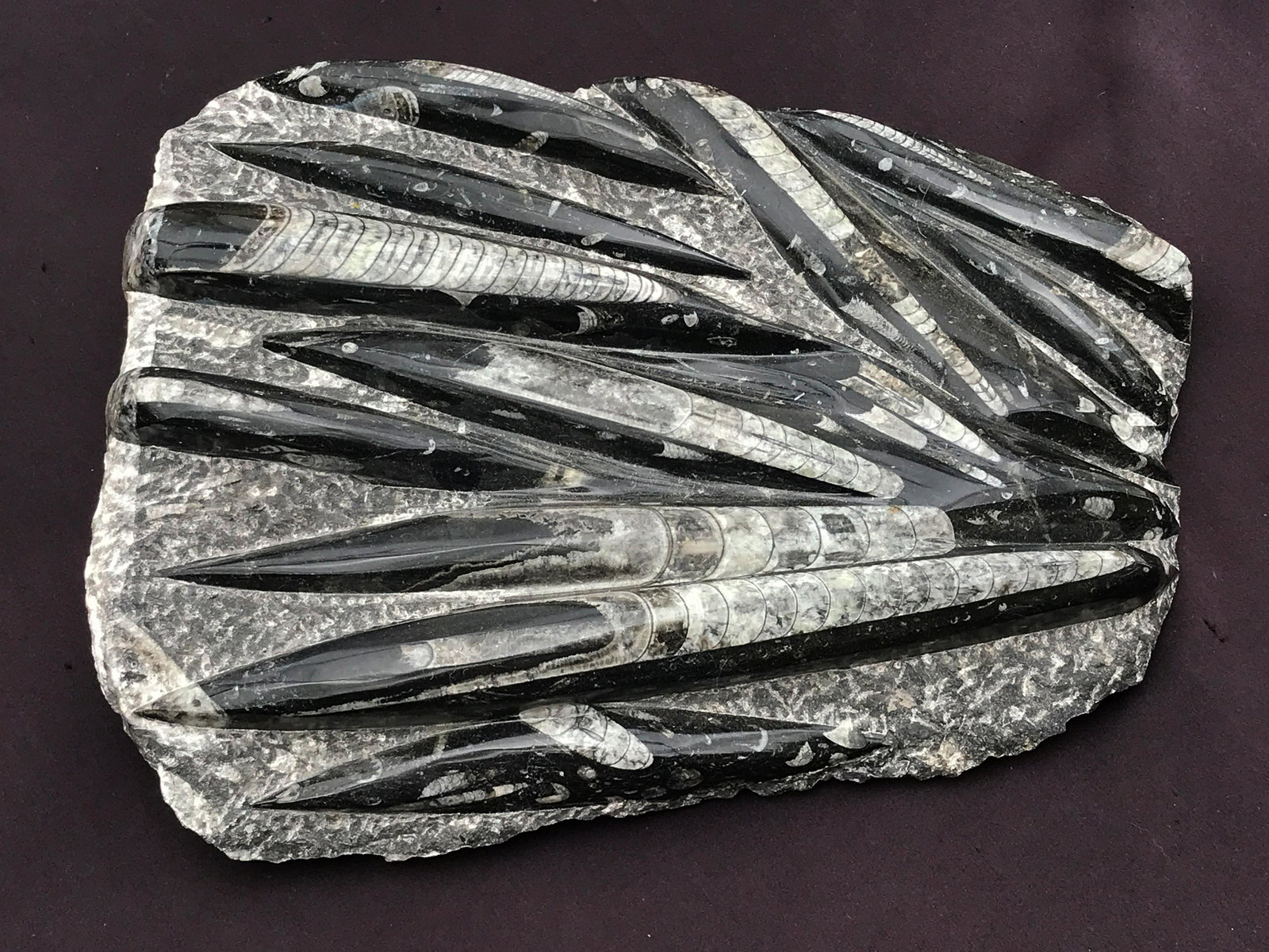 Orthoceras, Fossil, Rock, Natural, Decor, Collectible,: Fossil Orthoceras Polished in Matrix Morocco 13x11"