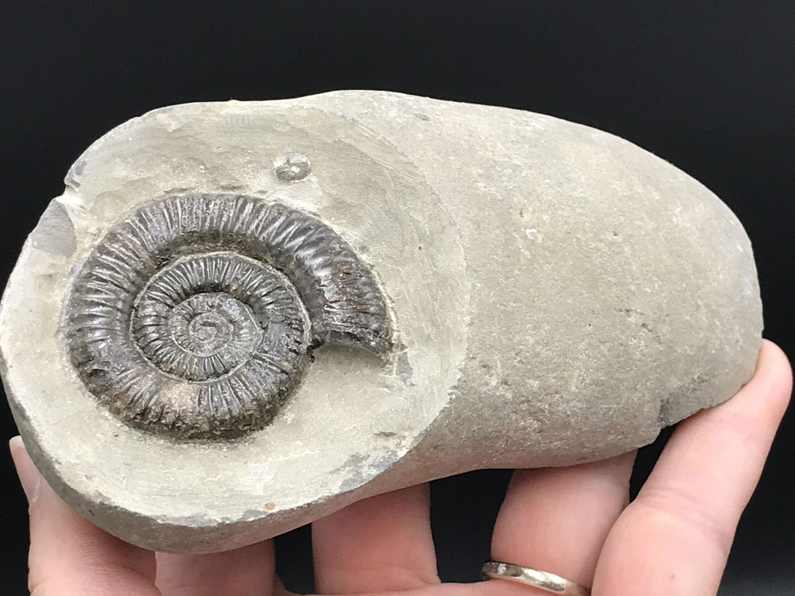 Ammonite, Fossil, Rock, Natural, Collectible, Specimen (1 of 5)