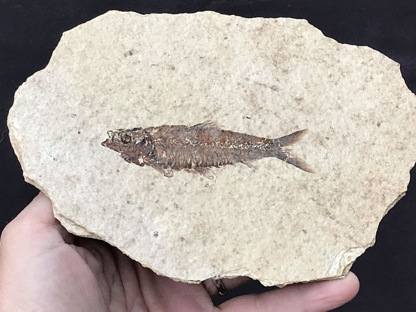 Fish, Fossil, Rock, Natural, Decor, Collectible, Specimen, Green River: Fossil Fish Knightia eoceana Green River Formation Wyoming