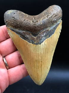 Shark, Fossil, Natural, Collectible, Specimen, Tooth, Megalodon: Natural Fossil Shark Tooth Otodus Megalodon Miocene 10 M.Y.O. North Carolina 3.9"