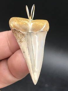 Shark, Fossil, Natural, Collectible, Specimen, Tooth: Fossil Mako Shark Tooth 2 M.Y.O. Bakersfield, CA Sterling Silver 1.3"