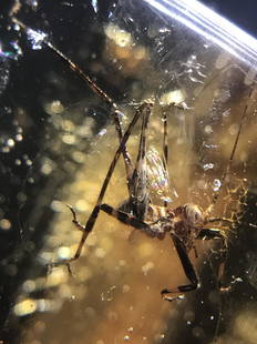 Amber, Fossil, Natural, Collectible, Specimen: Amber with Numerous Insects Including a Large Spider 10 M.Y.O. Colombia, South America 35g