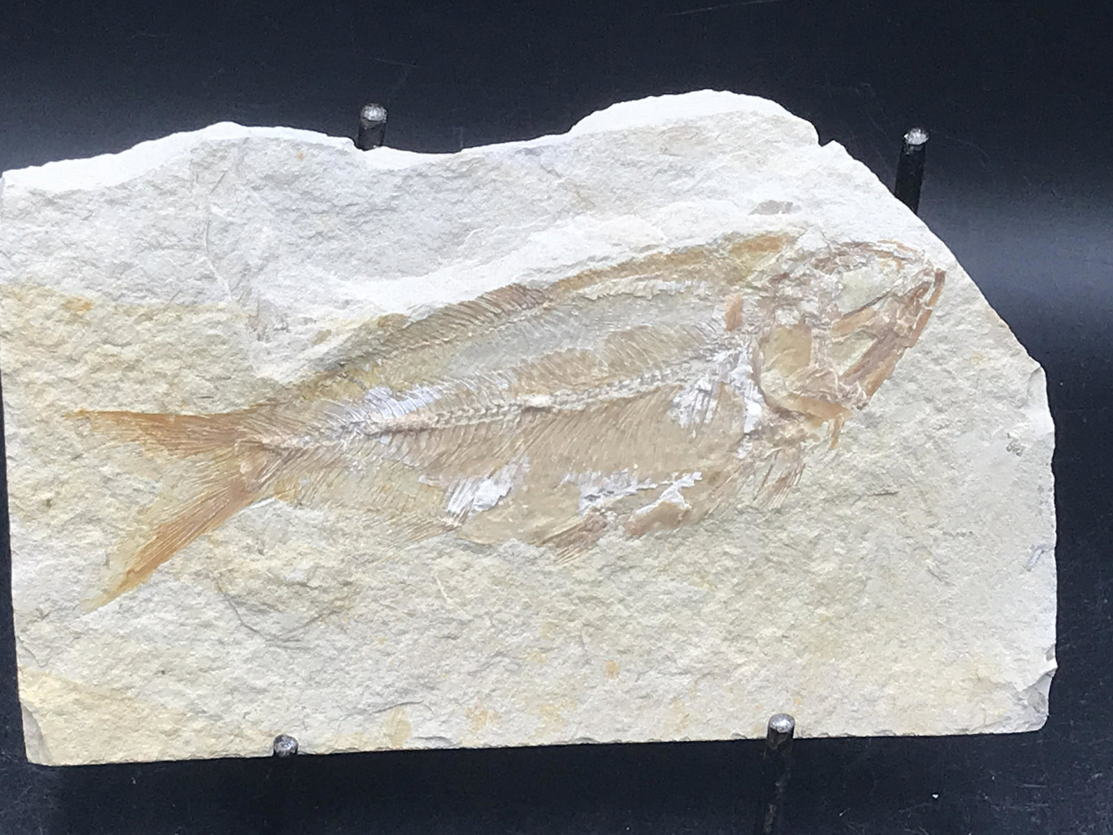 Fish, Fossil, Rock, Natural, Decor, Collectible, Specimen, (1 of 5)