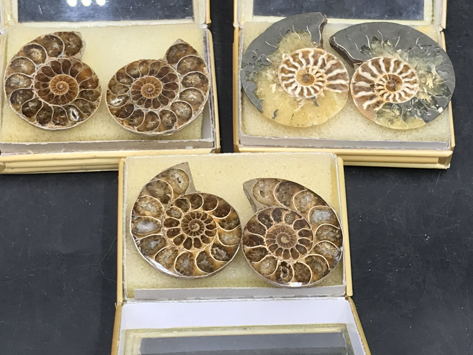 Ammonite, Fossil, Rock, Natural, Collectible, Specimen (1 of 3)
