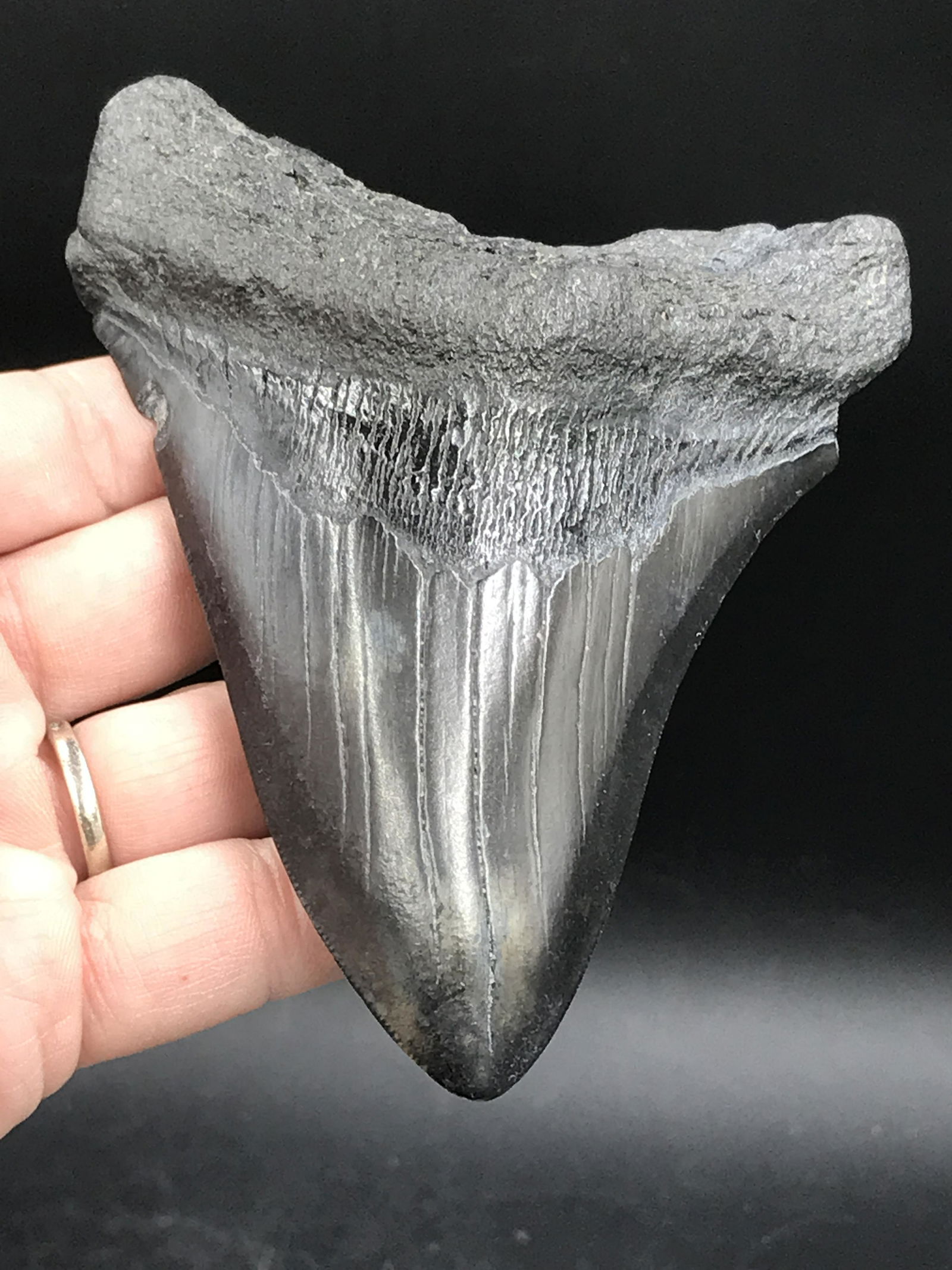 Shark, Fossil, Natural, Collectible, Specimen, Tooth, Megalodon: Natural Fossil Shark Tooth Otodus Megalodon Miocene South Carolina 4.86"