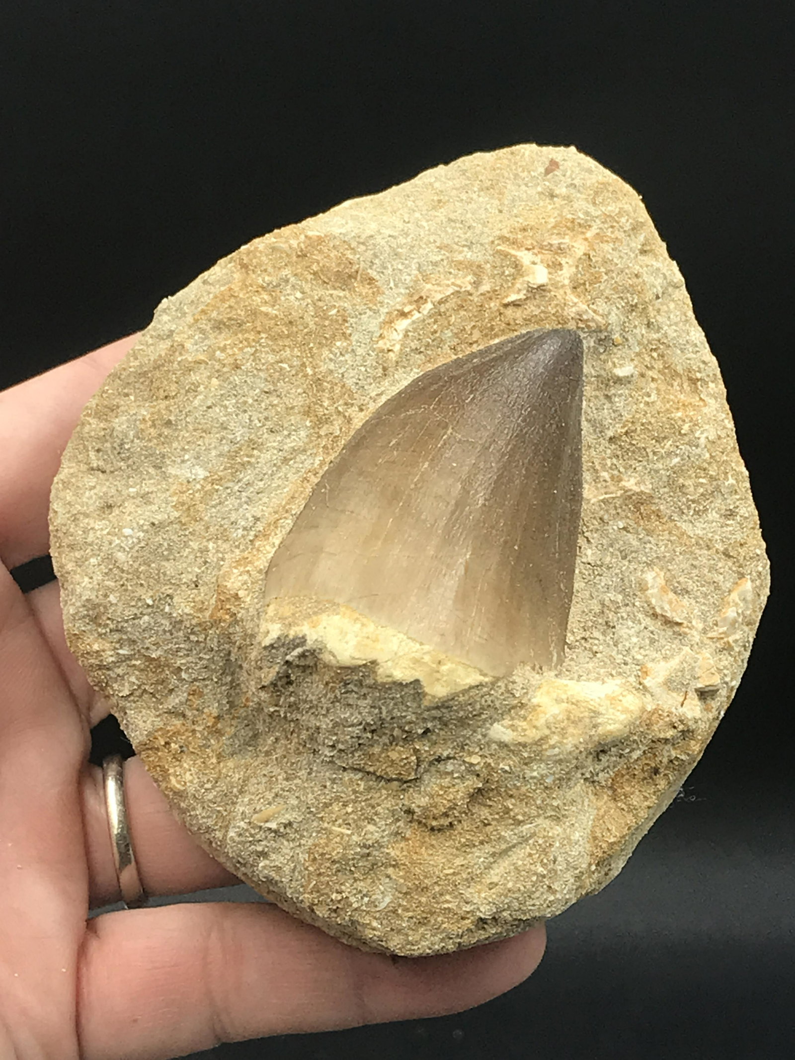Dinosaur, Fossil, Natural, Collectible, Specimen, Tooth: Natural Matrix Fossil Mosasaur Tooth Cretaceous Morocco