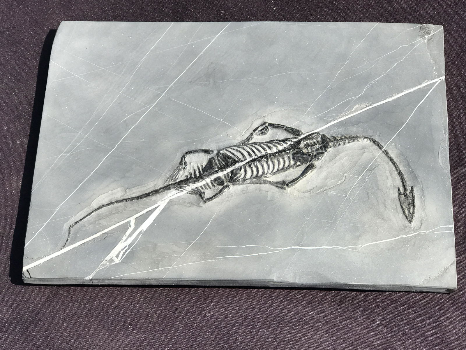 Dinosaur, Fossil, Natural, Collectible, Specimen, Tooth: Natural Fossil Swimming Dinosaur Keichosaurus Triassic 247 M.Y.O. China (Prepped in Italy) 10 x 7"